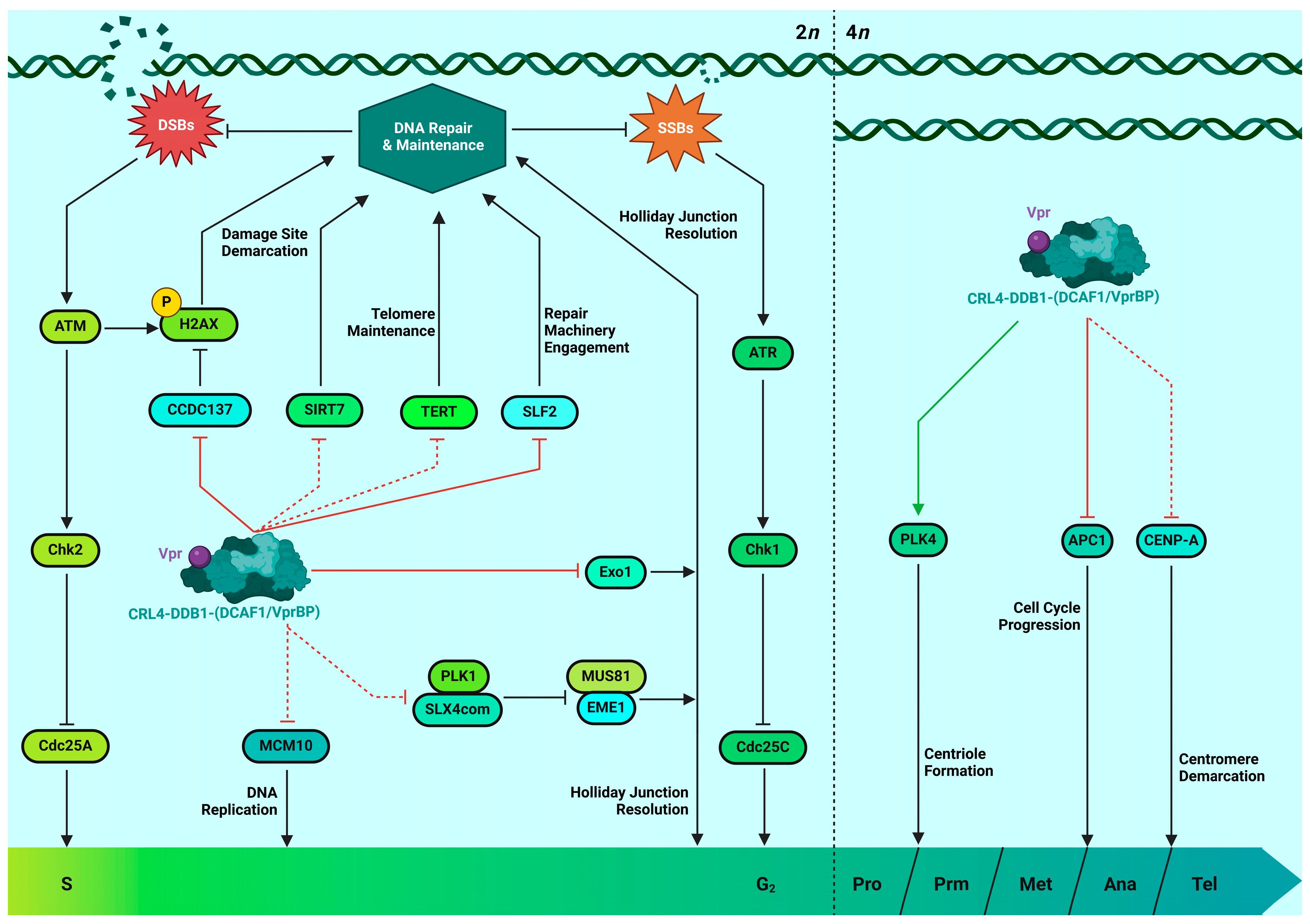 HIV-1 Vpr Functions in Primary CD4+ T Cells
