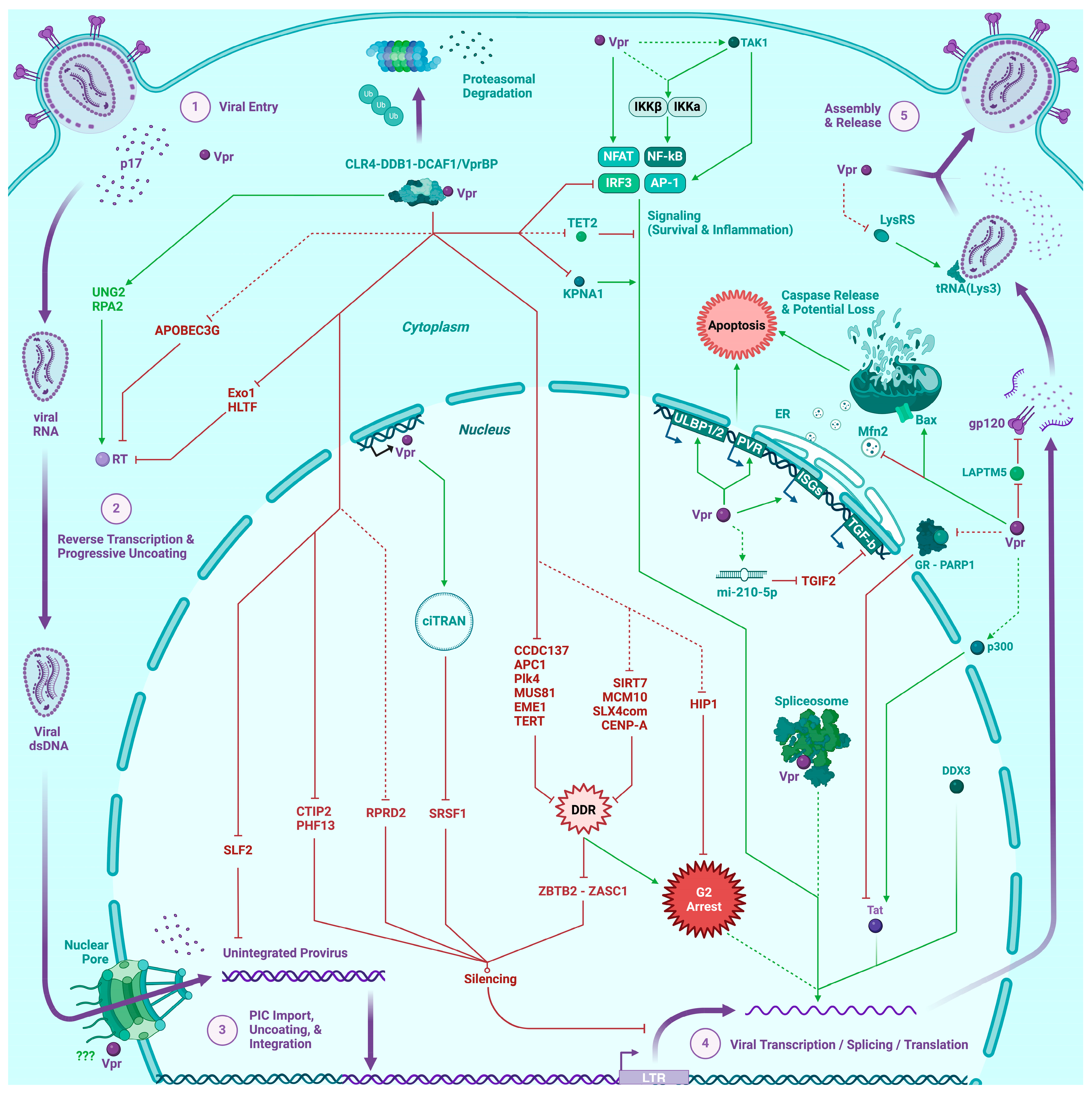 Viruses 16 00420 g002