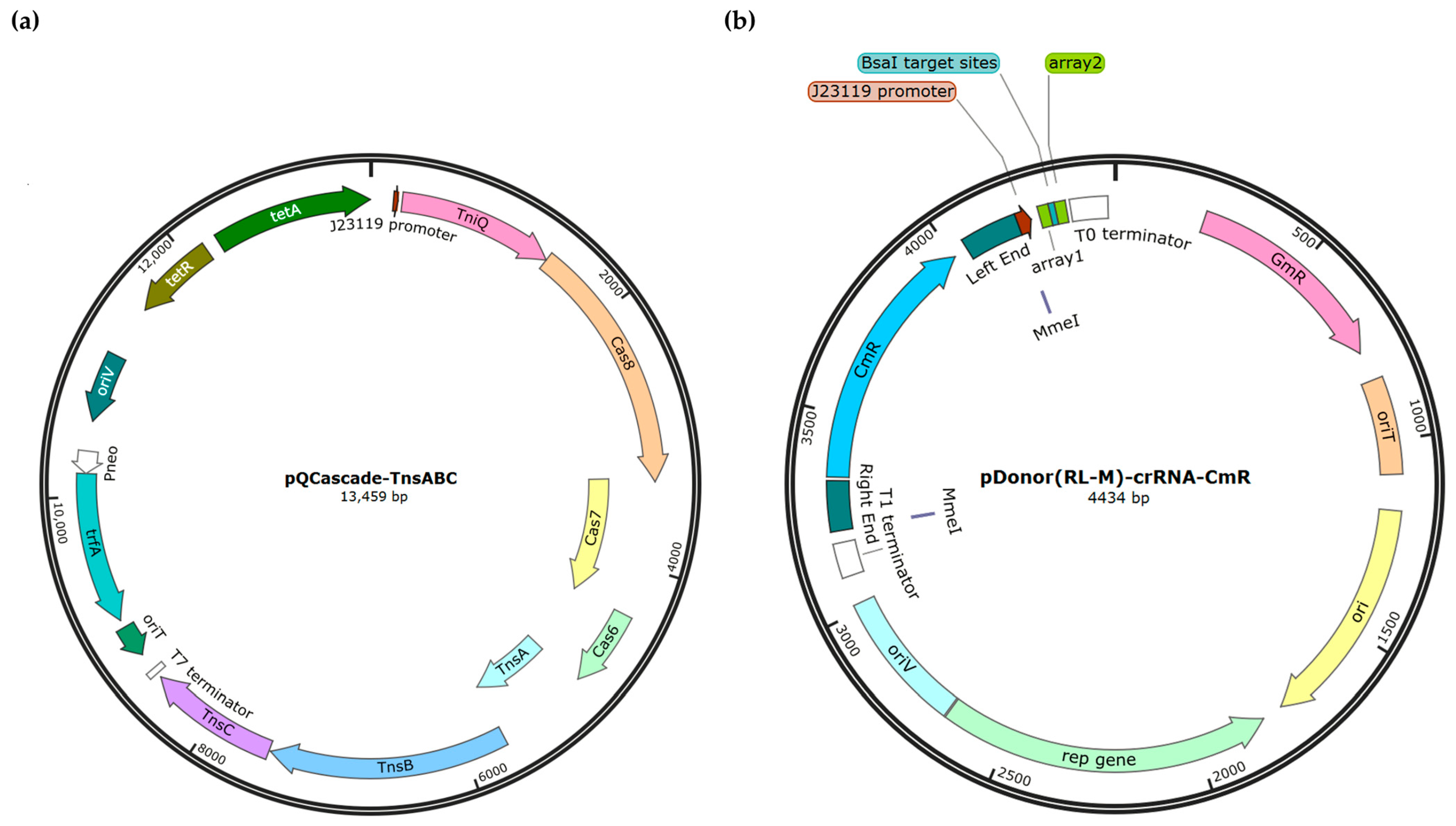 Viruses 16 00422 g001