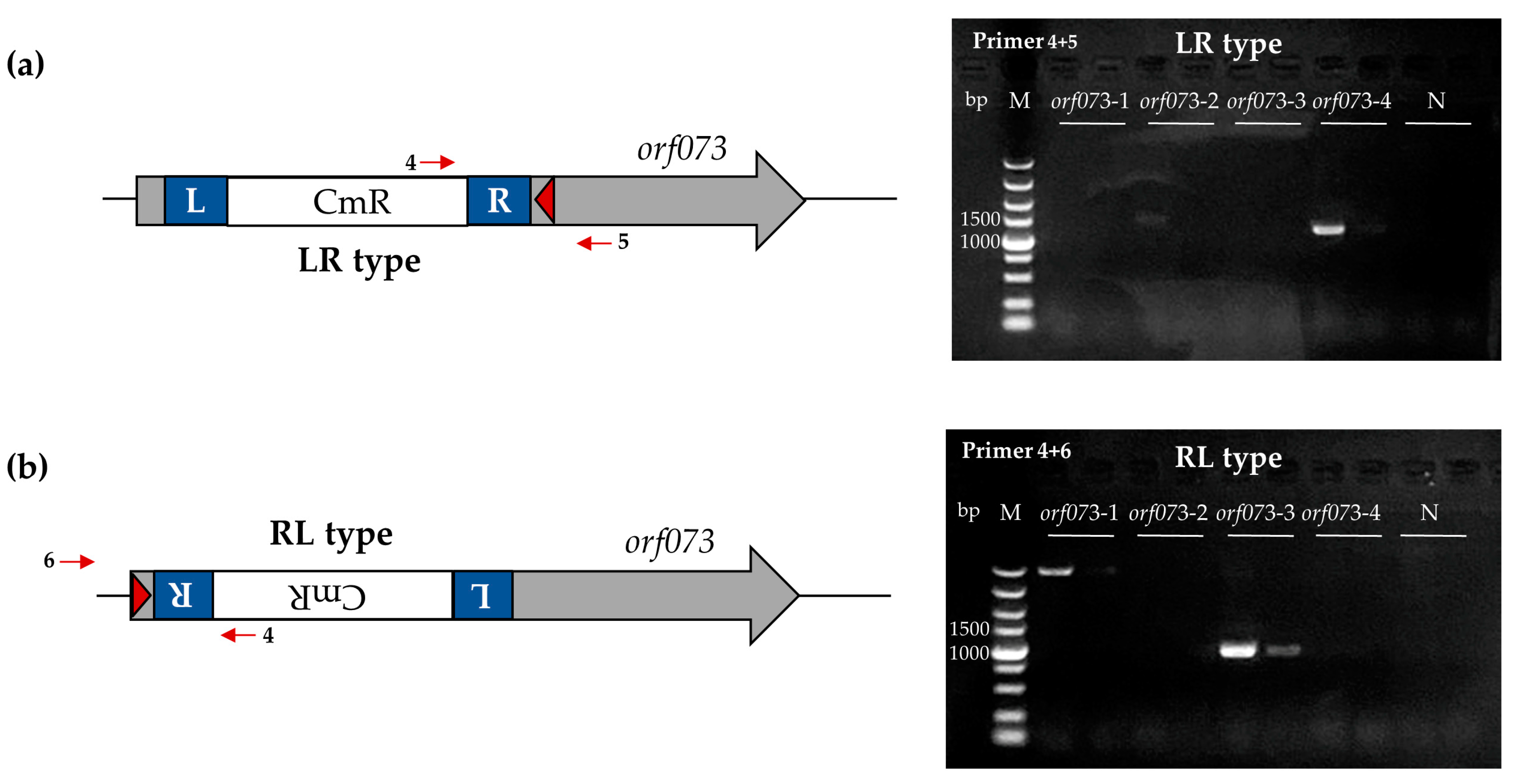 Viruses 16 00422 g003