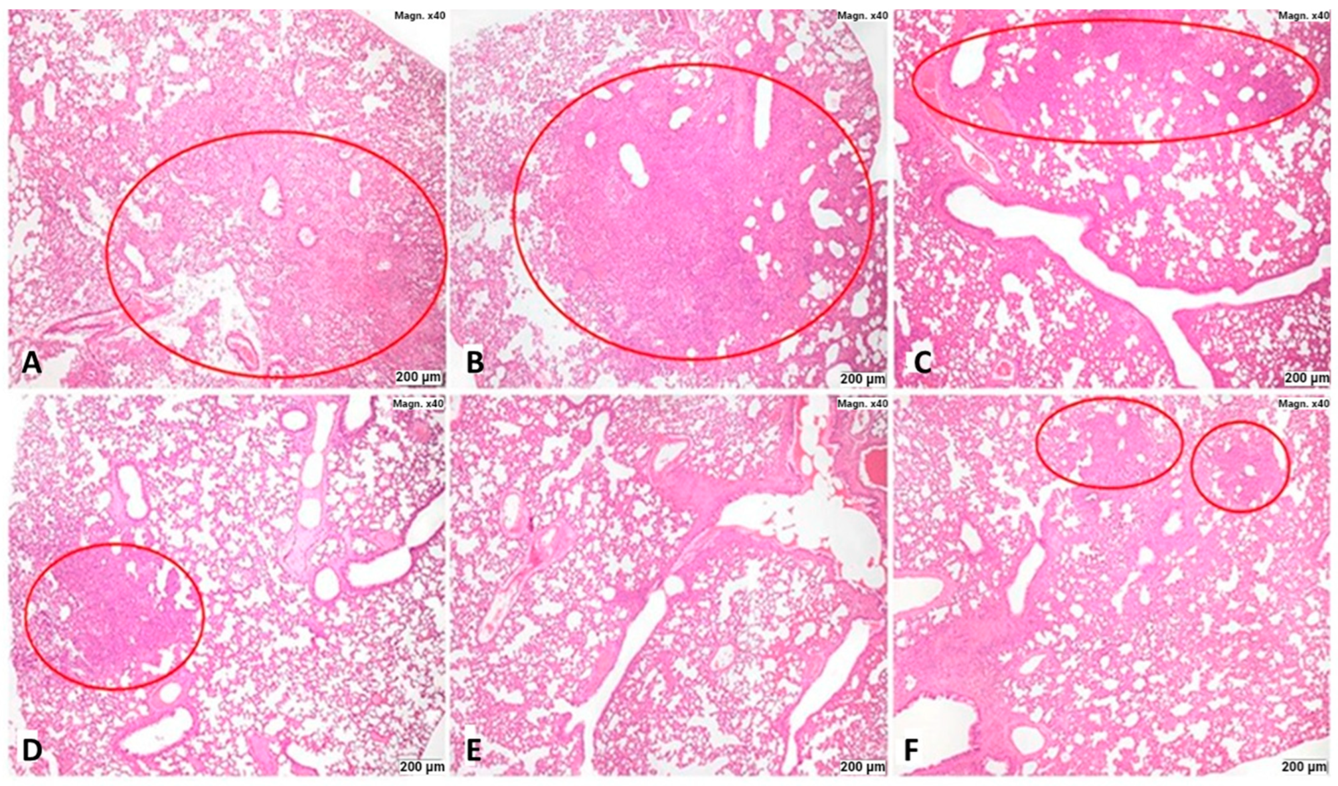 Viruses 16 00423 g003