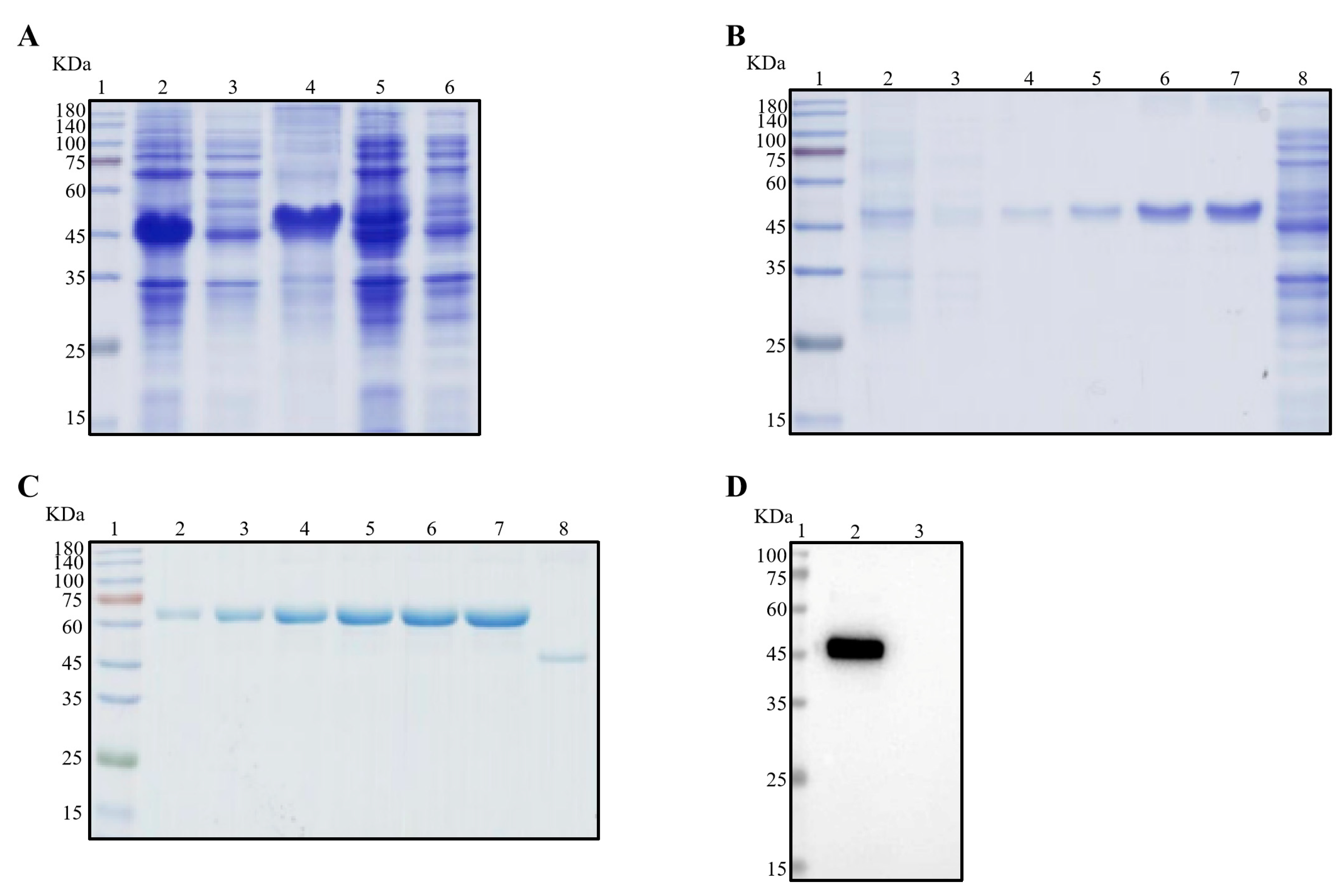 Viruses 16 00424 g001