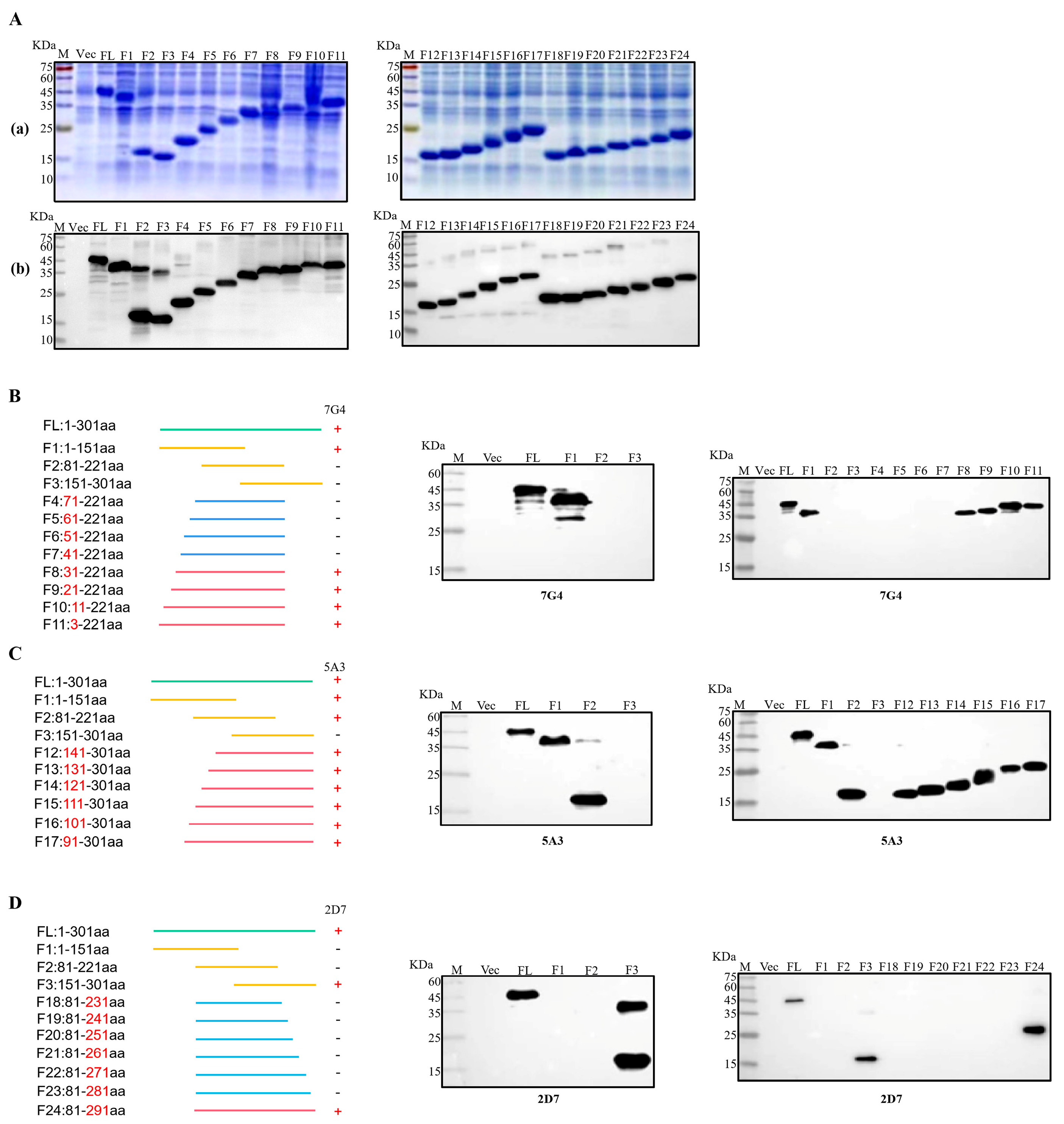 Viruses 16 00424 g004