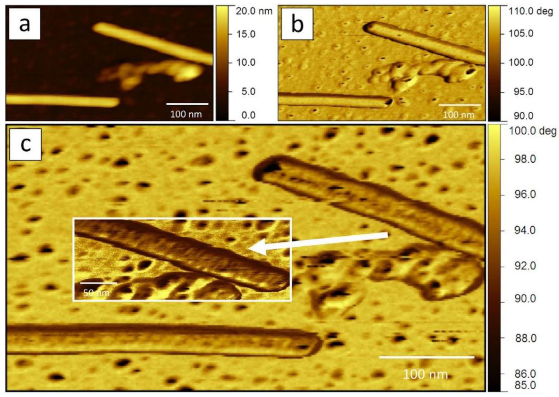 Viruses 16 00427 g005 Viruses 16 00427 g005