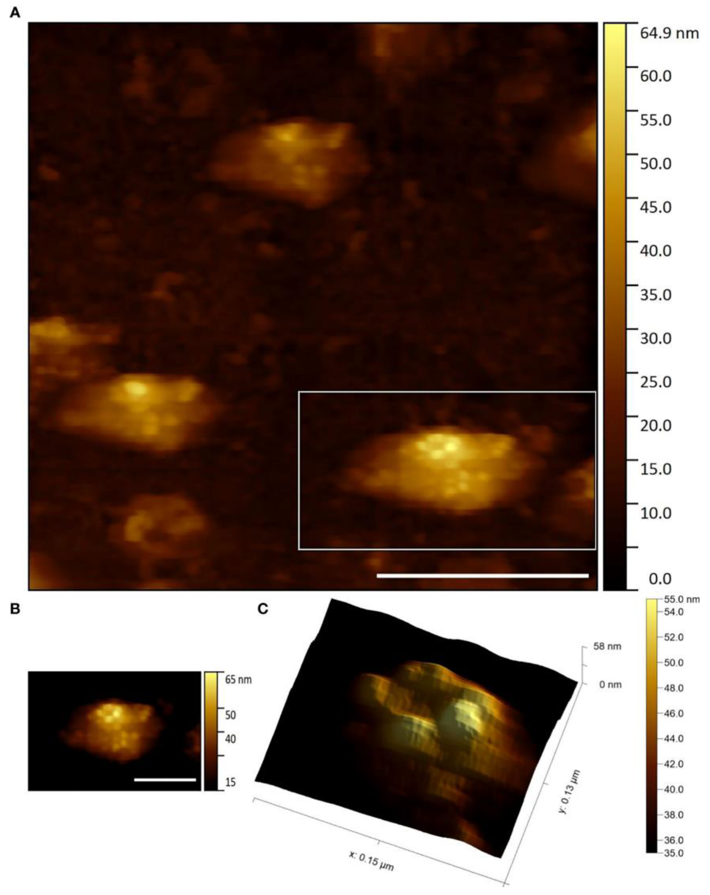 Viruses 16 00427 g006 Viruses 16 00427 g006