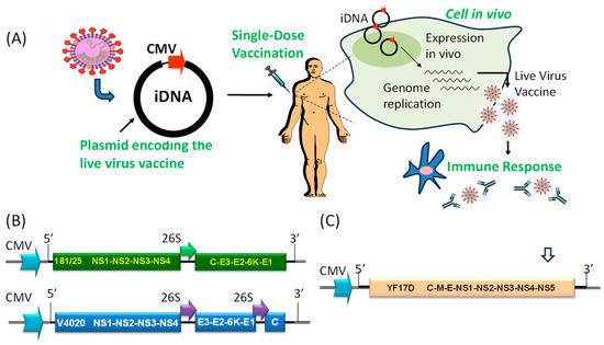 Single-Dose Immunogenic DNA Vaccines Coding for Live