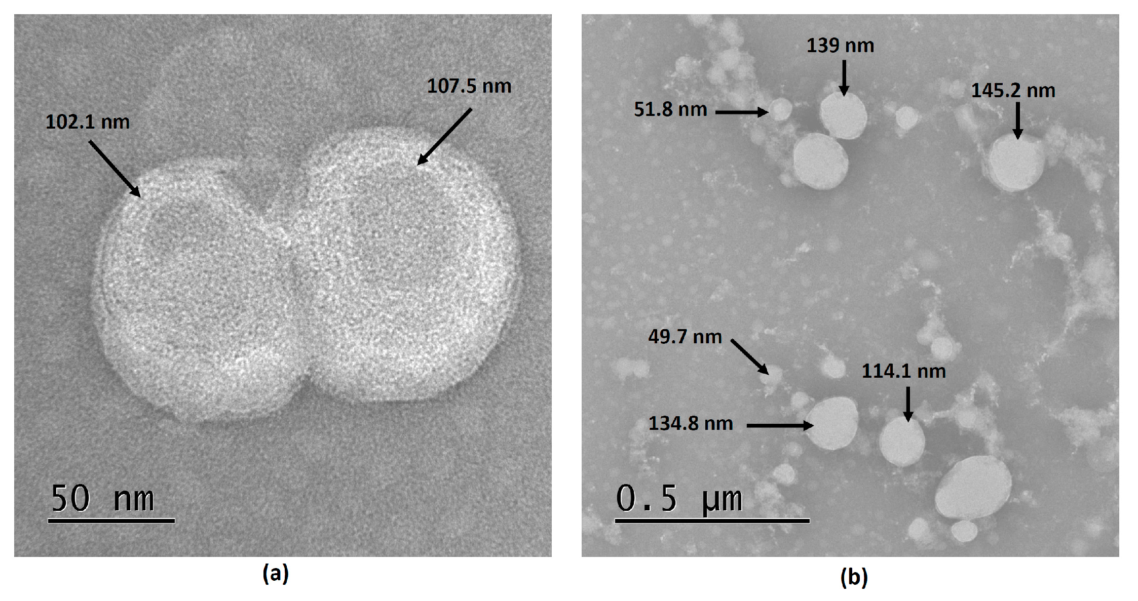 Viruses 16 00431 g001