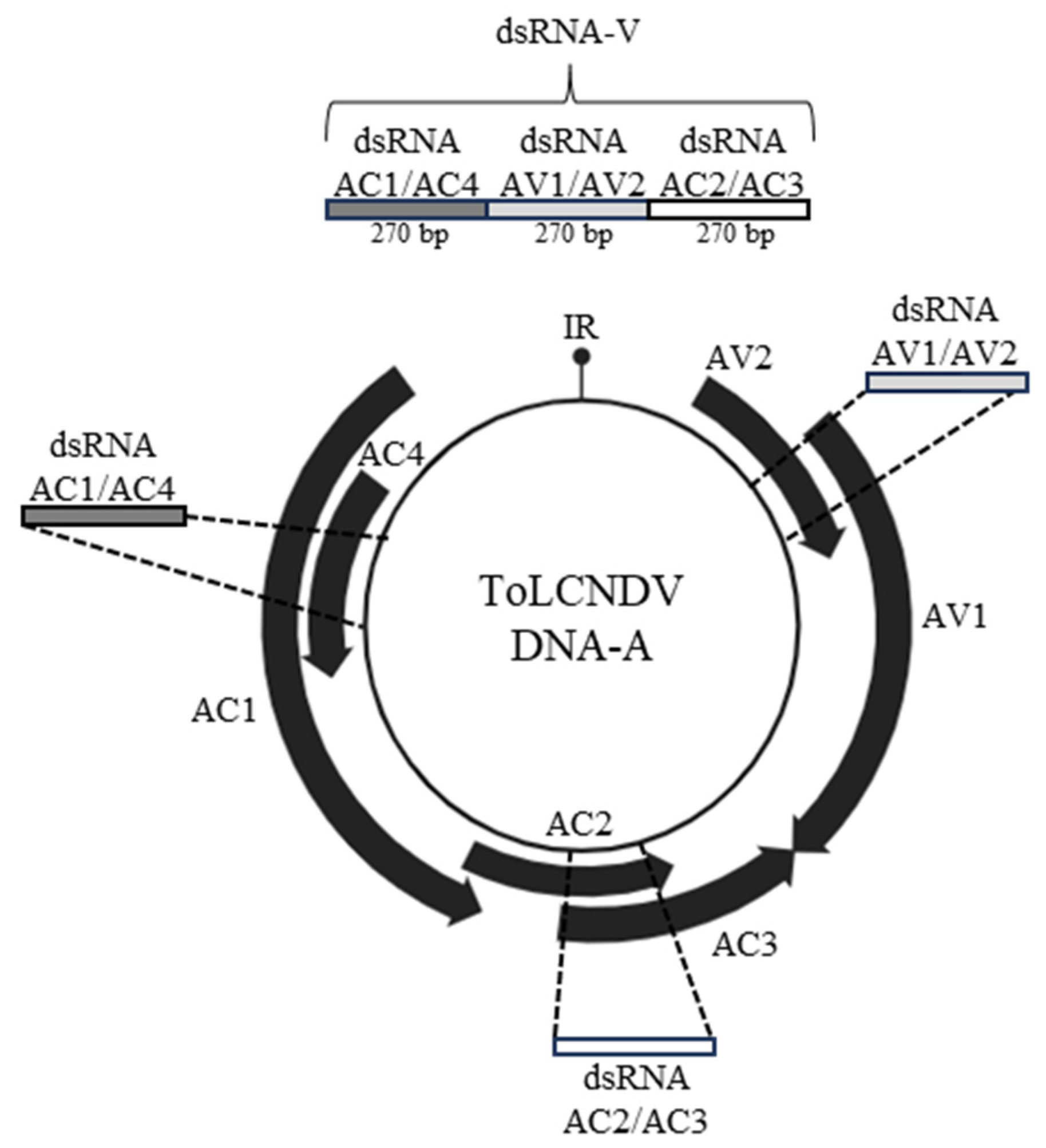 Viruses 16 00436 g001