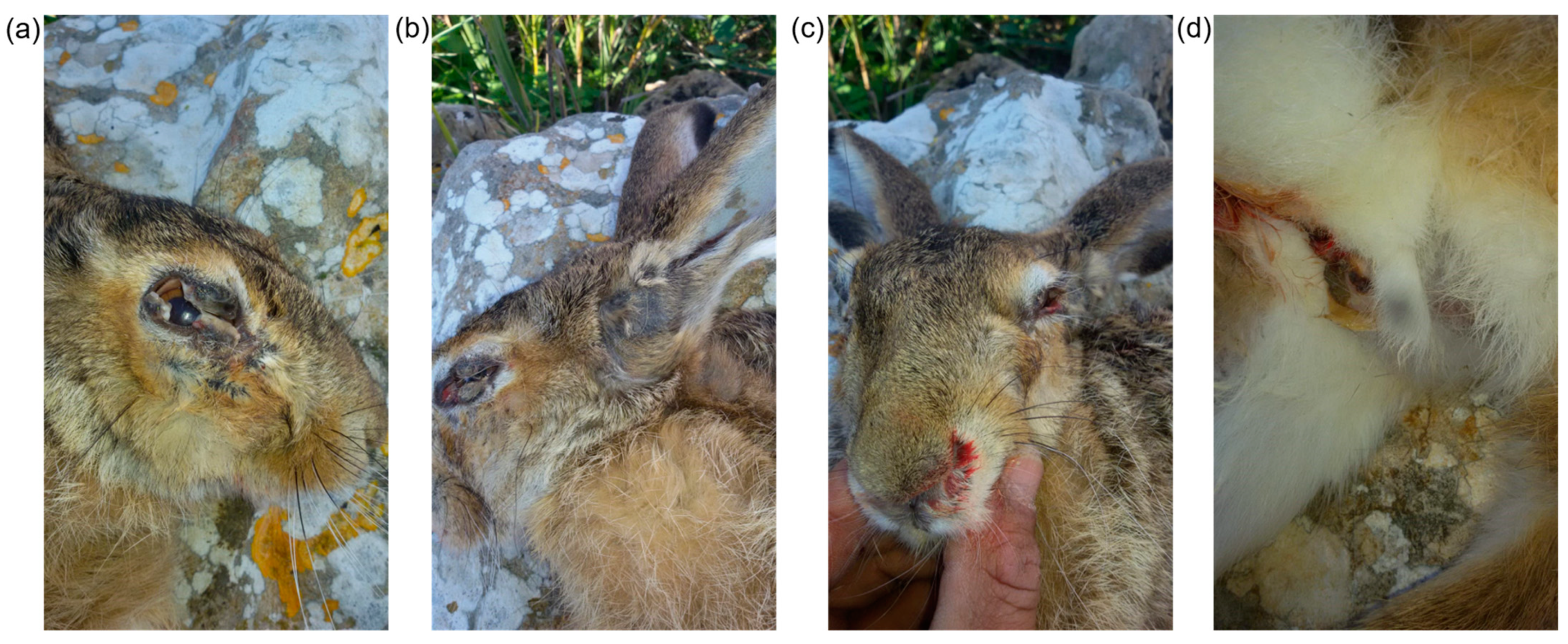 Viruses 16 00437 g001 Viruses 16 00437 g001