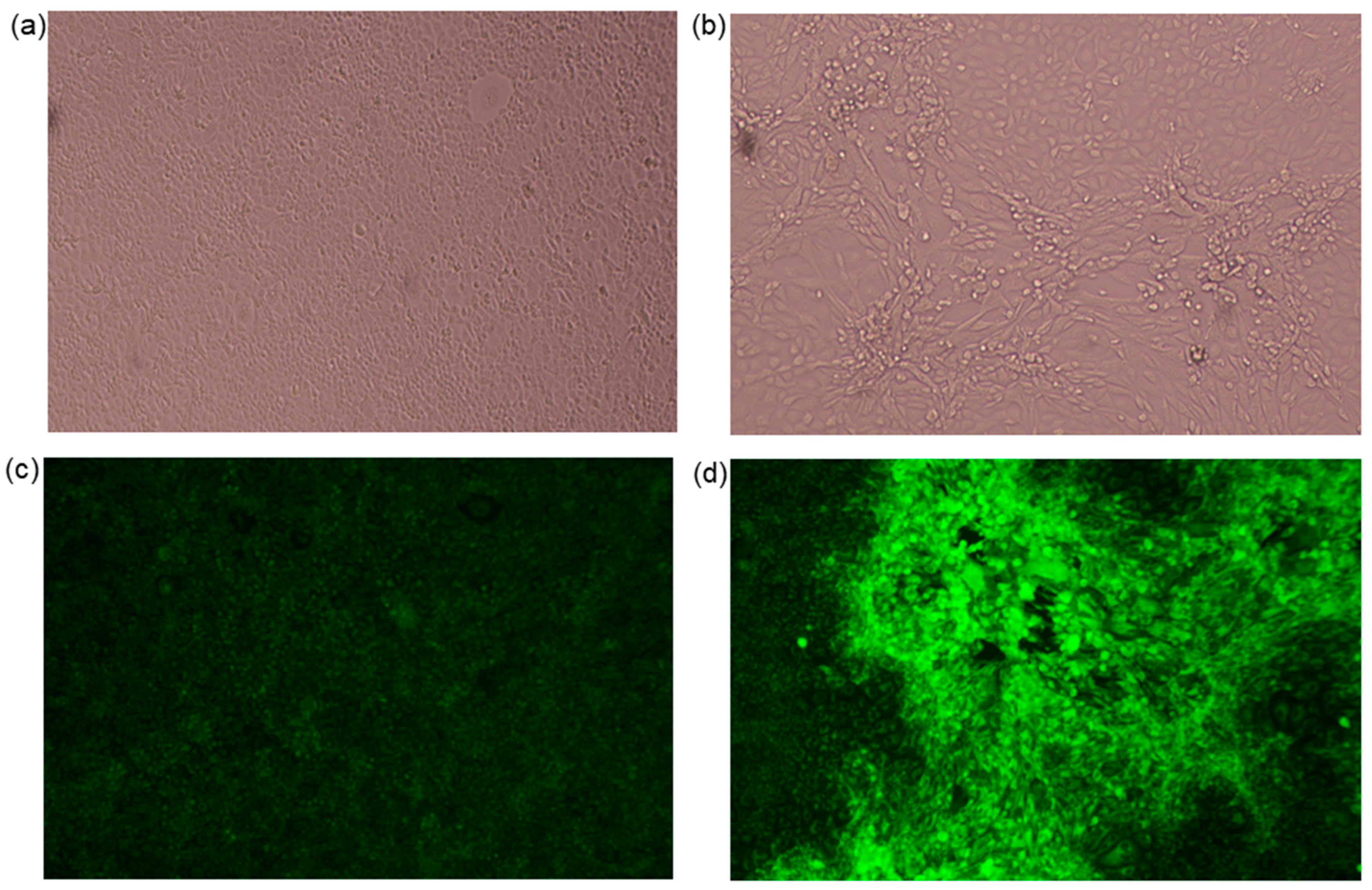 Viruses 16 00437 g002 Viruses 16 00437 g002