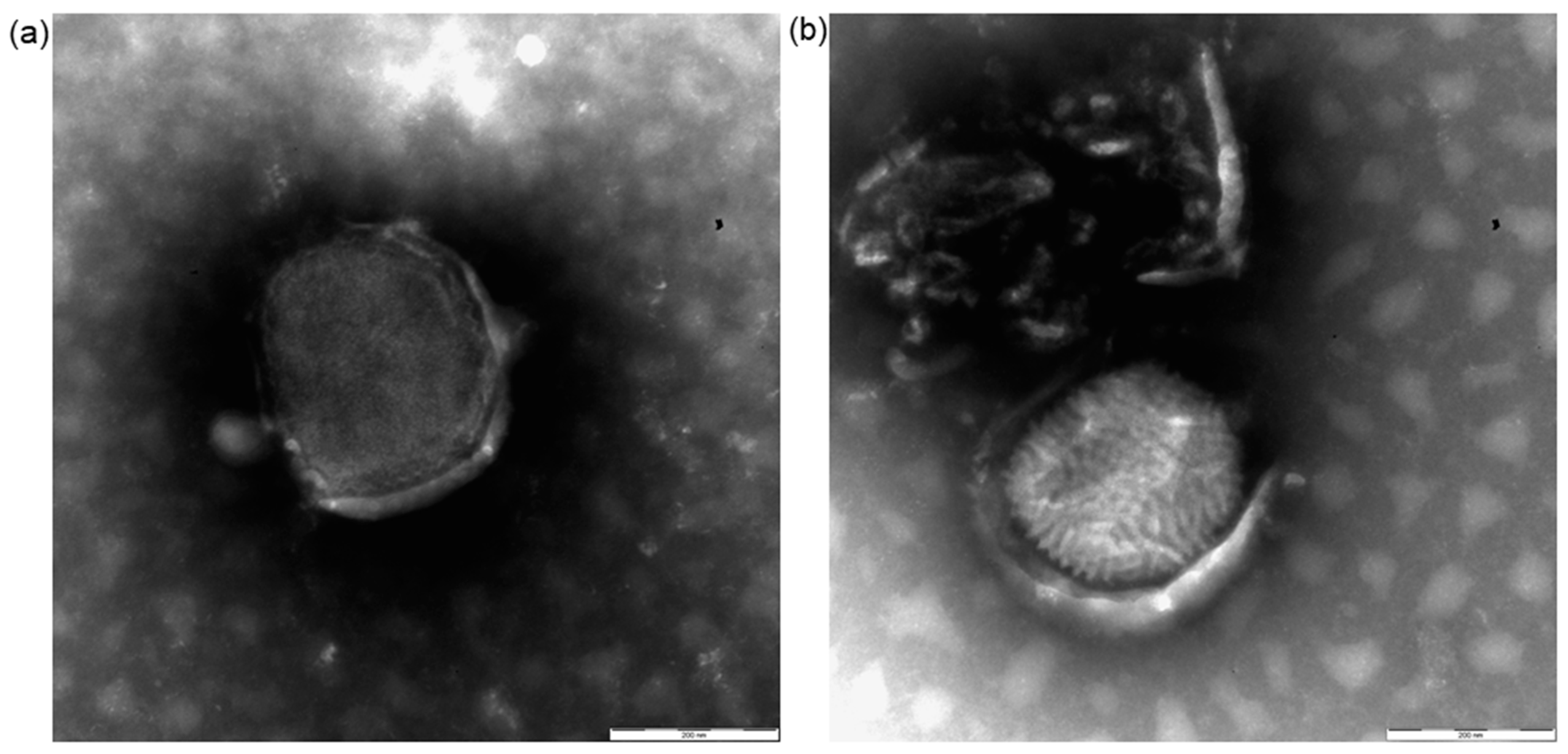 Viruses 16 00437 g003 Viruses 16 00437 g003