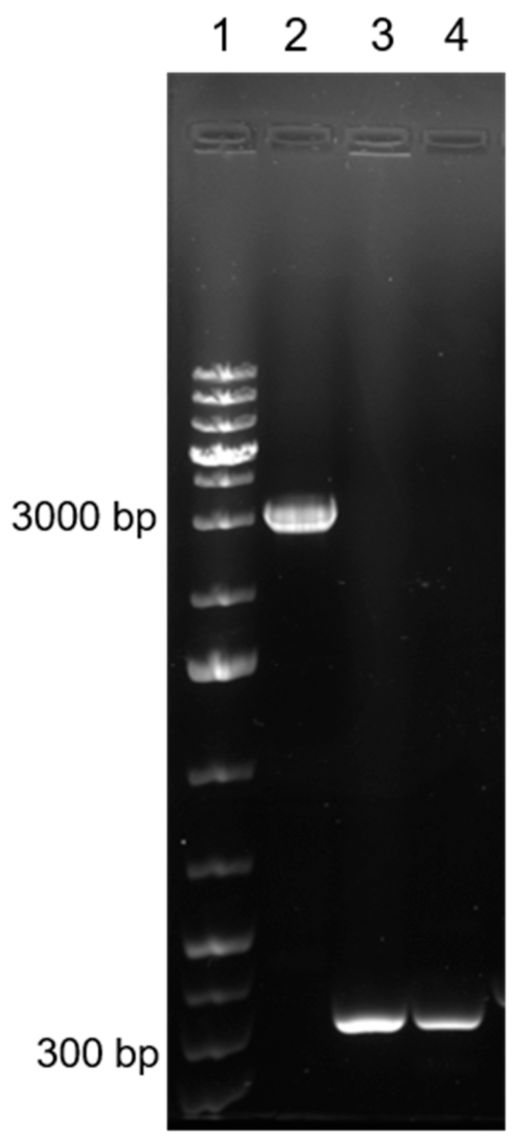 Viruses 16 00437 g004 Viruses 16 00437 g004