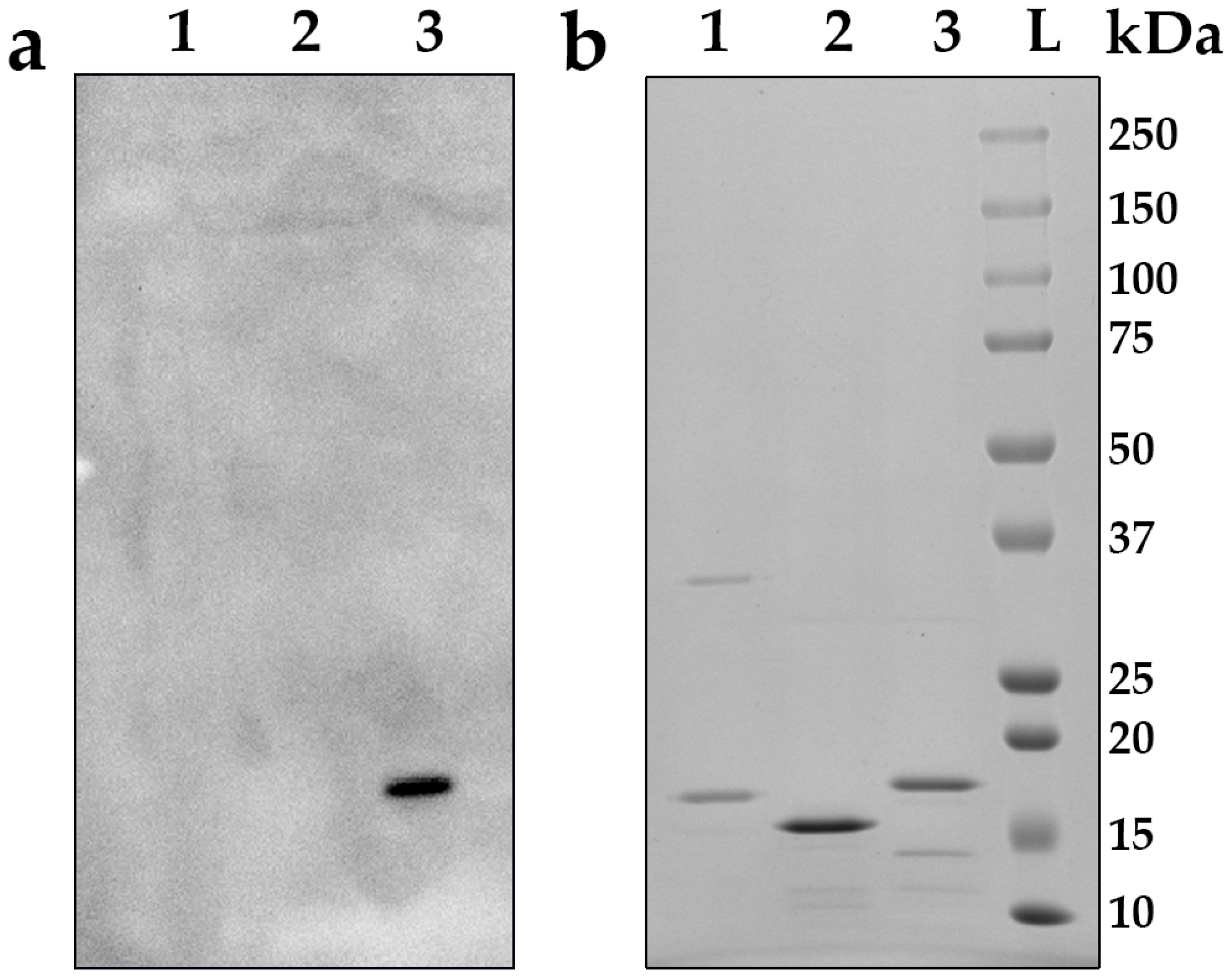 Viruses 16 00438 g003 Viruses 16 00438 g003