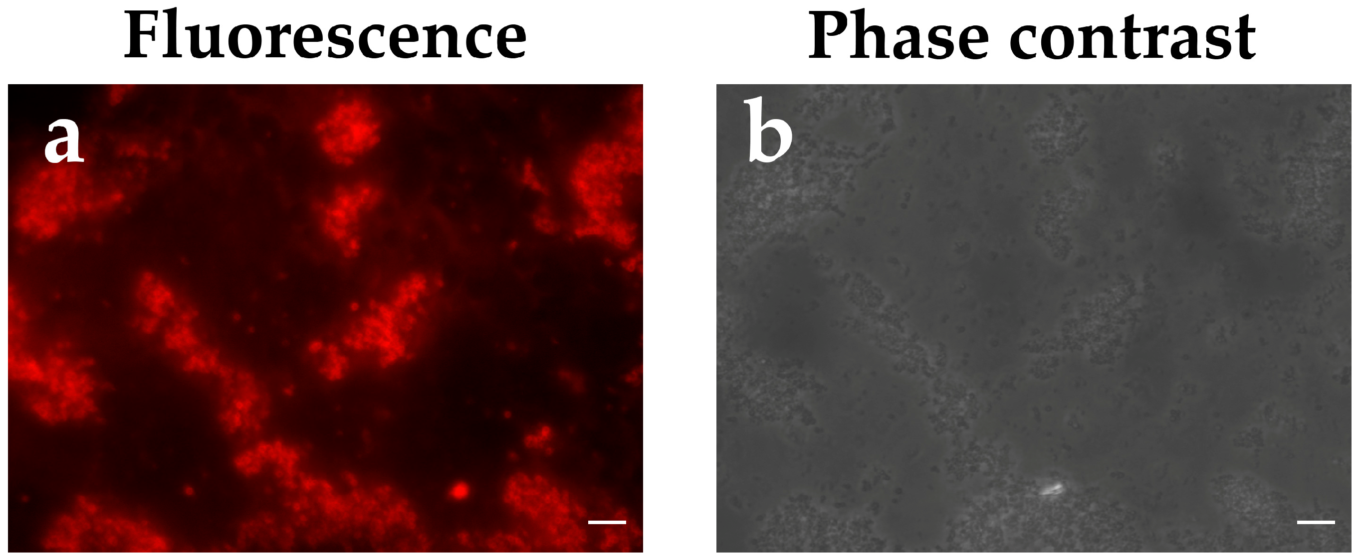 Viruses 16 00438 g005 Viruses 16 00438 g005