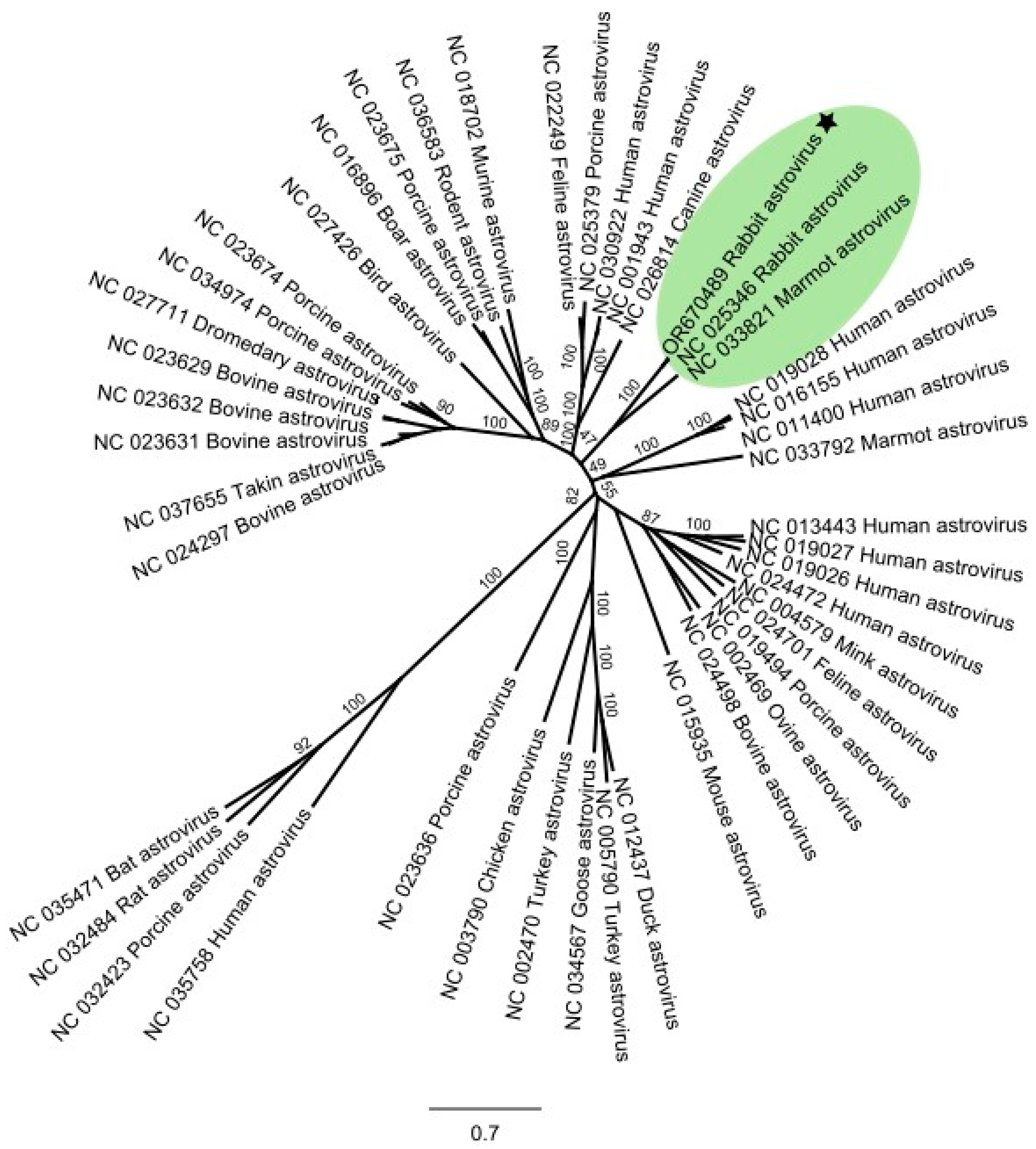 Viruses 16 00439 g004 Viruses 16 00439 g004