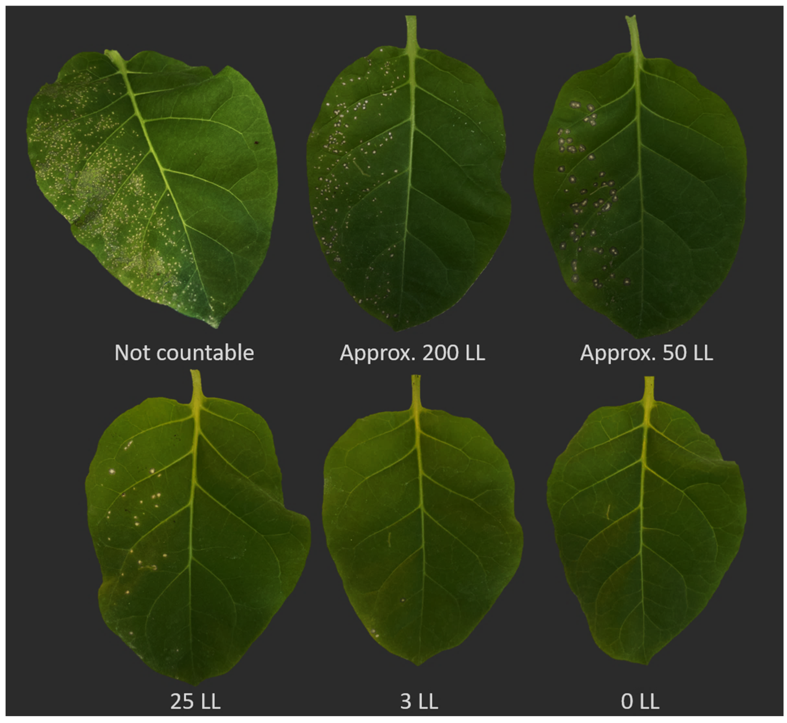 Viruses 16 00440 g002