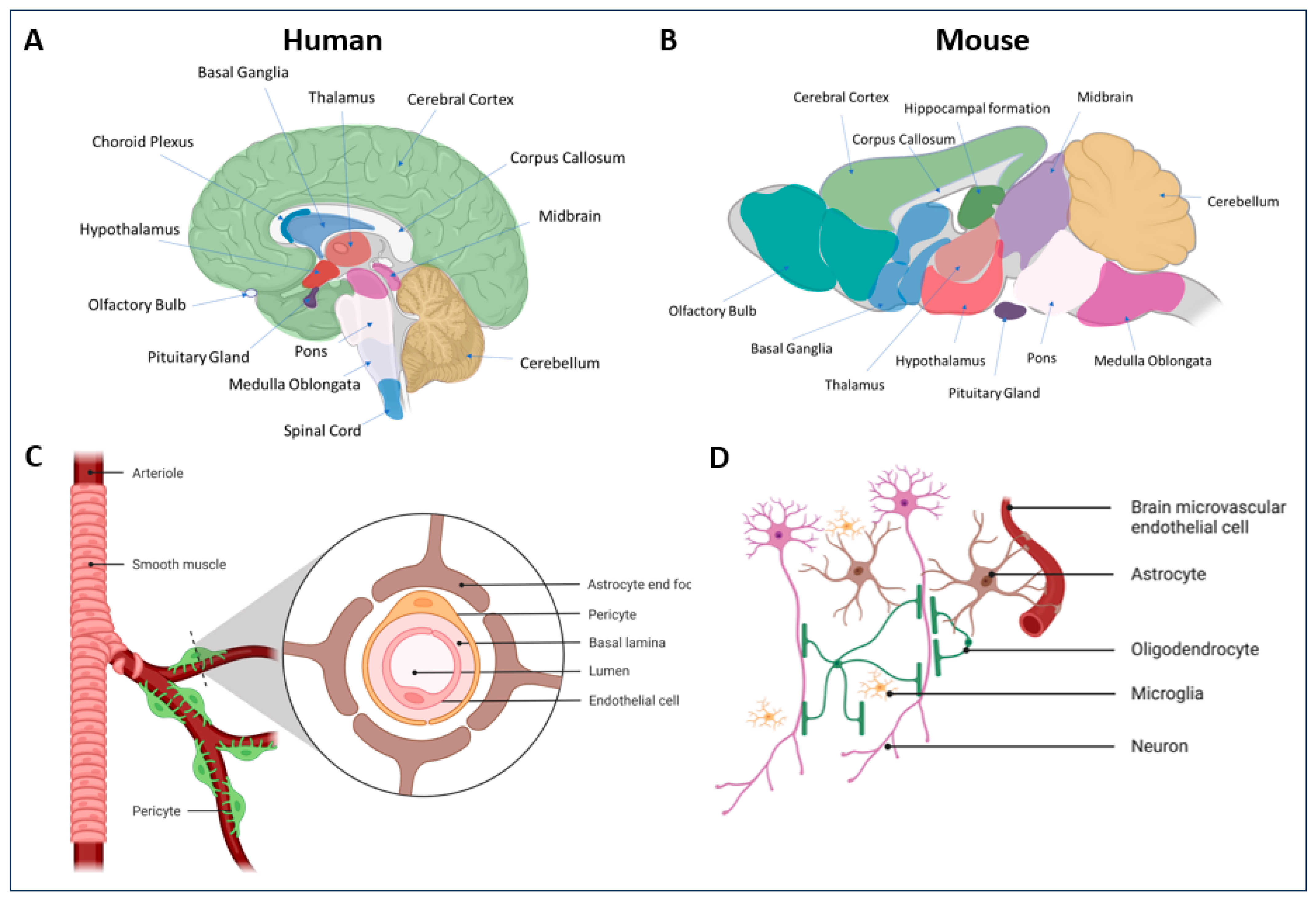 Viruses 16 00442 g004