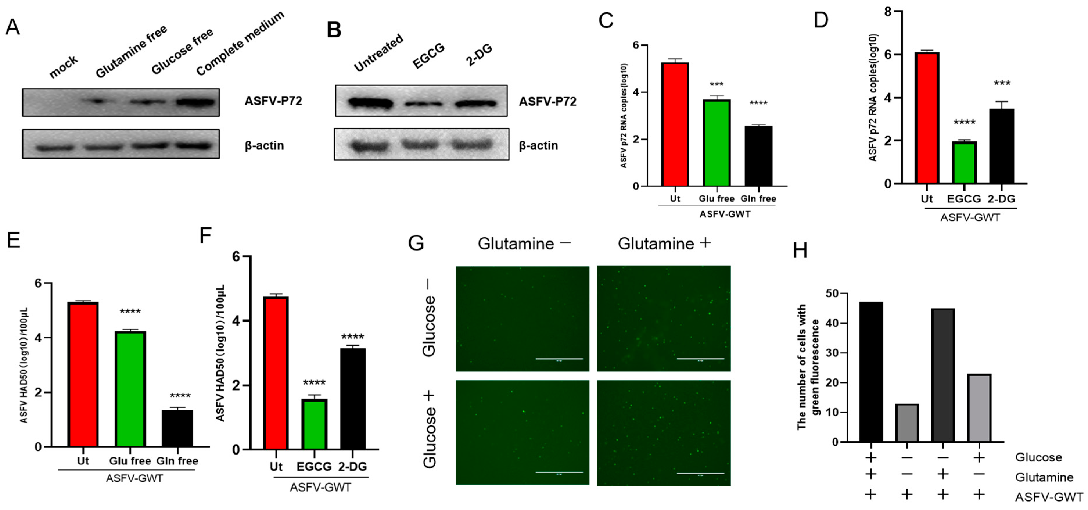 Viruses 16 00449 g002