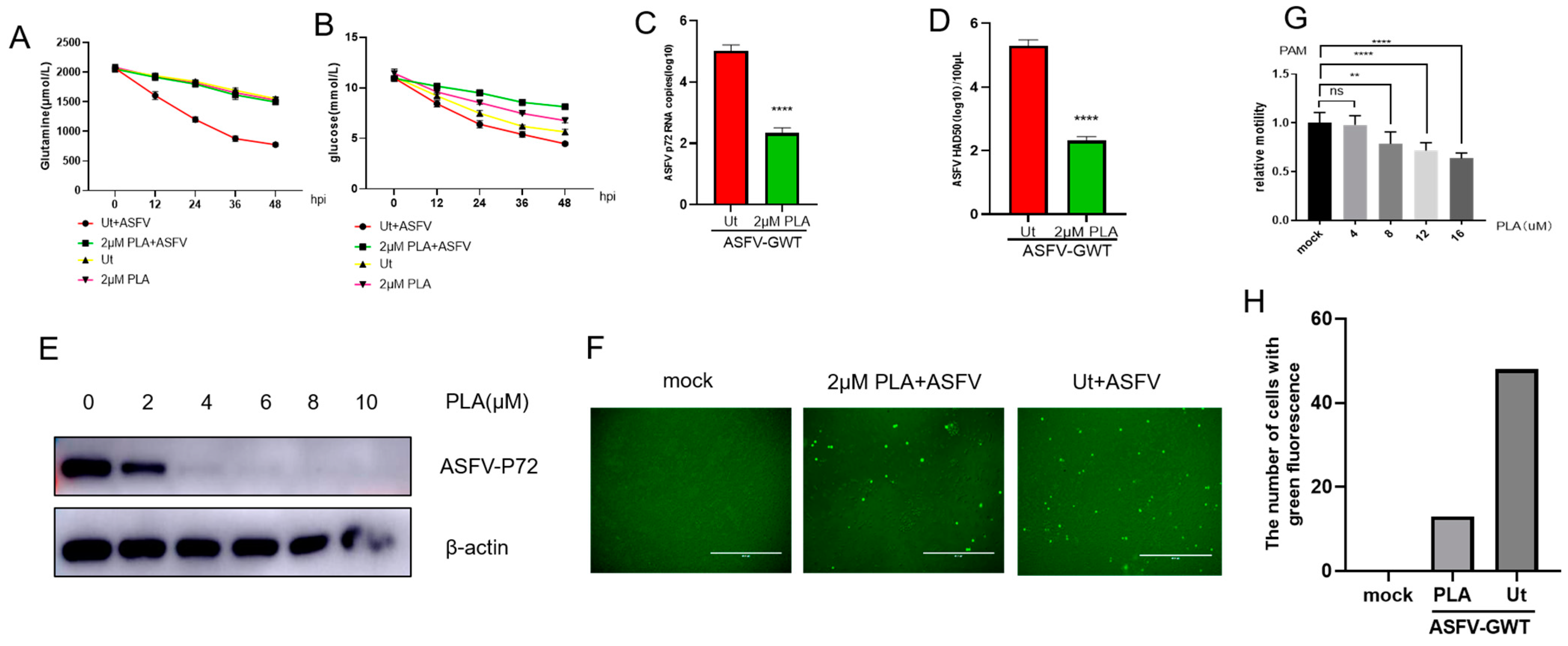 Viruses 16 00449 g004