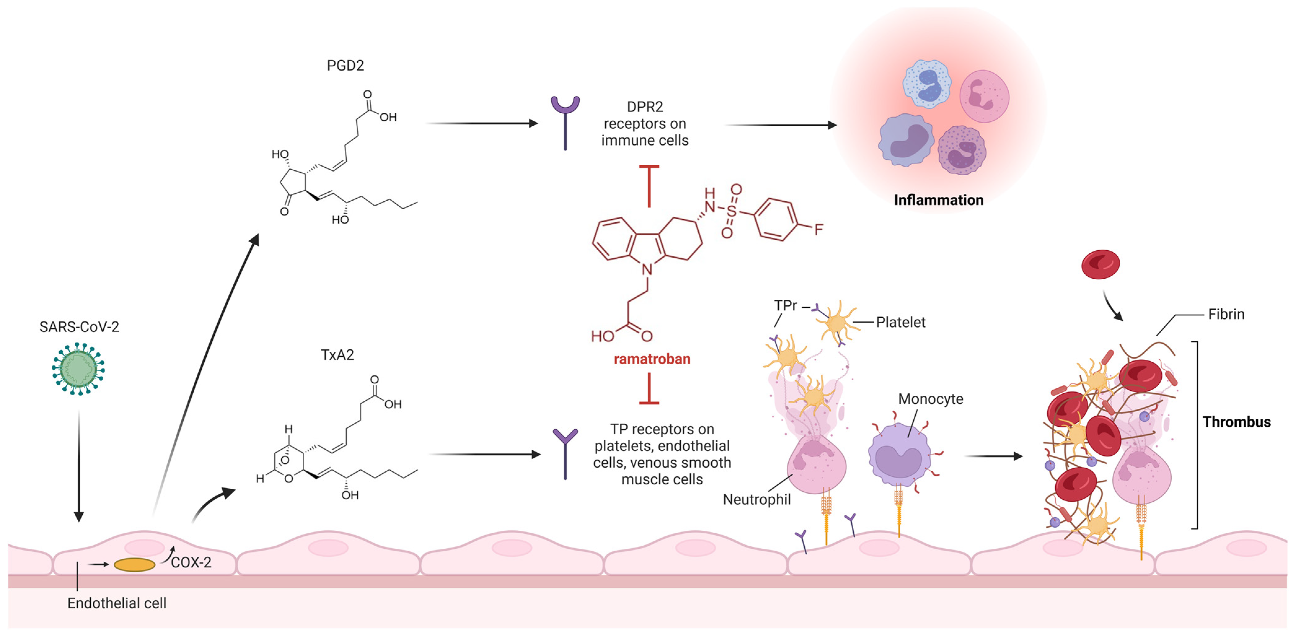 Viruses 16 00450 g006