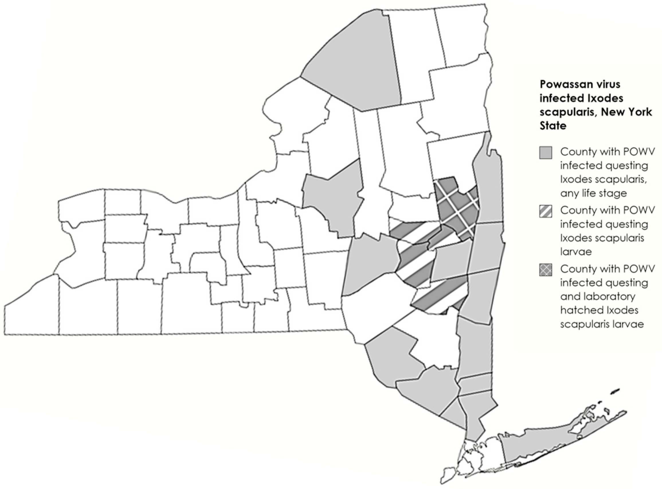 Viruses 16 00456 g001
