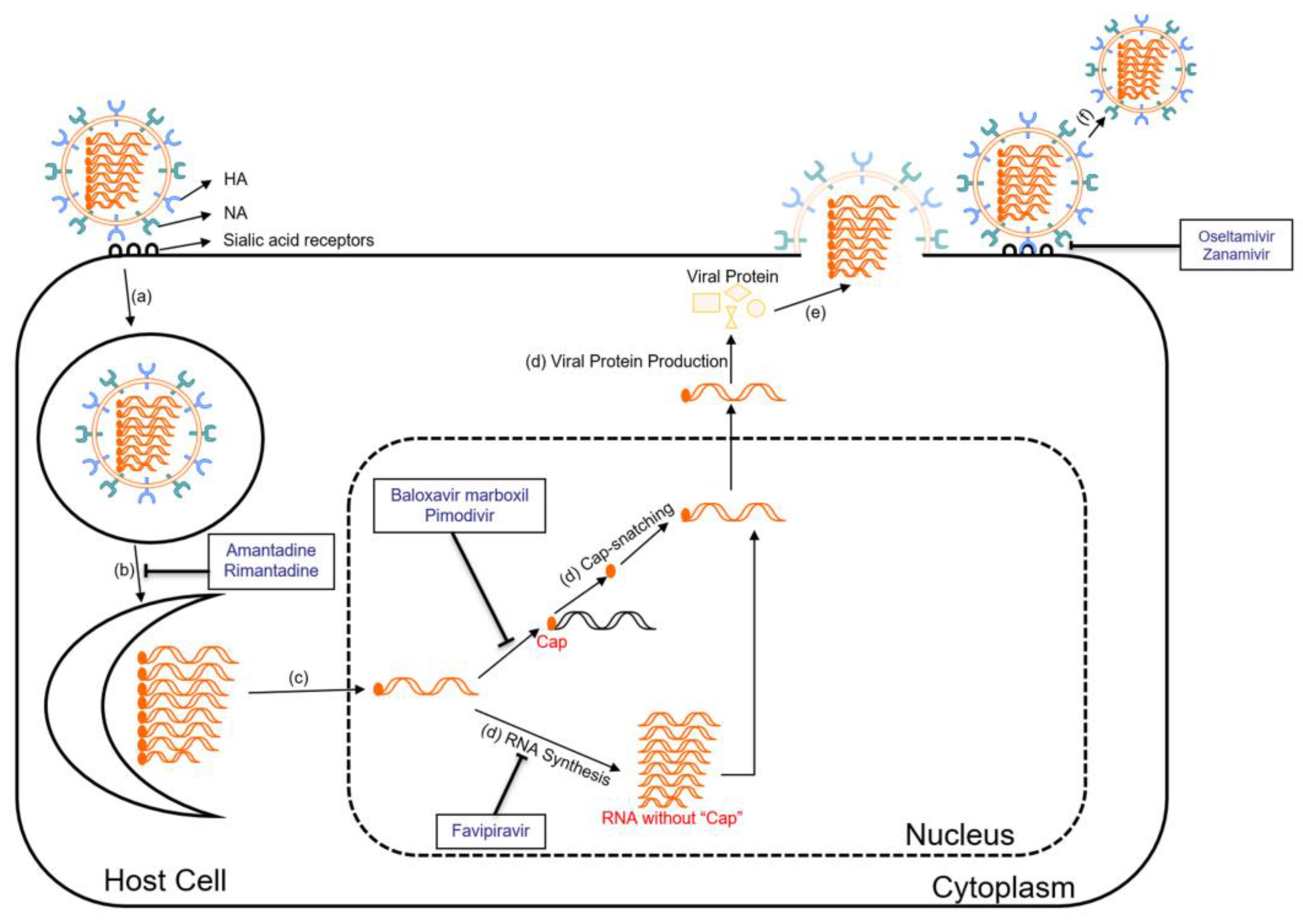 Viruses 16 00458 g002