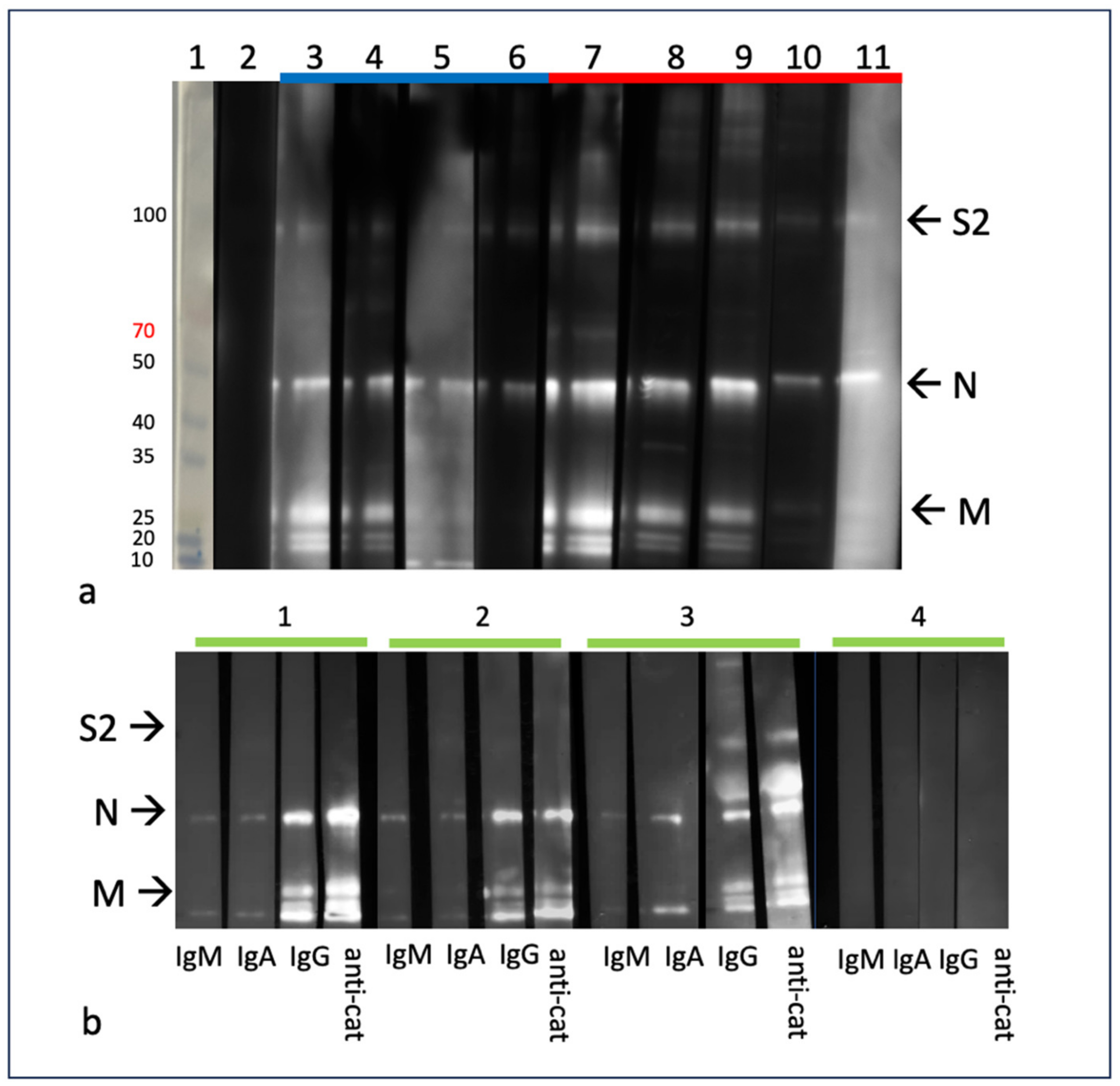Viruses 16 00462 g002
