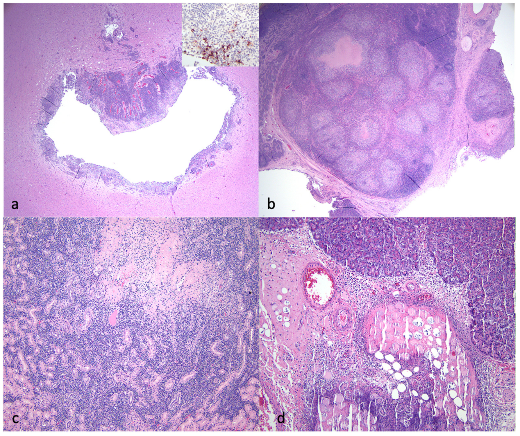 Viruses 16 00462 g005