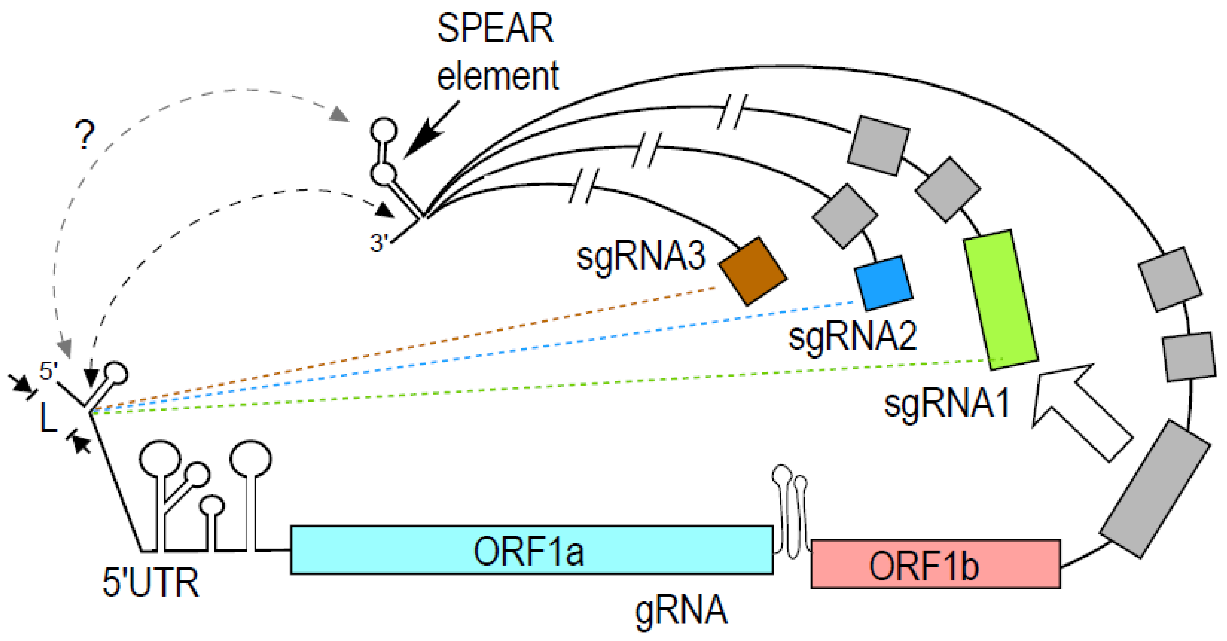 Viruses 16 00468 g002