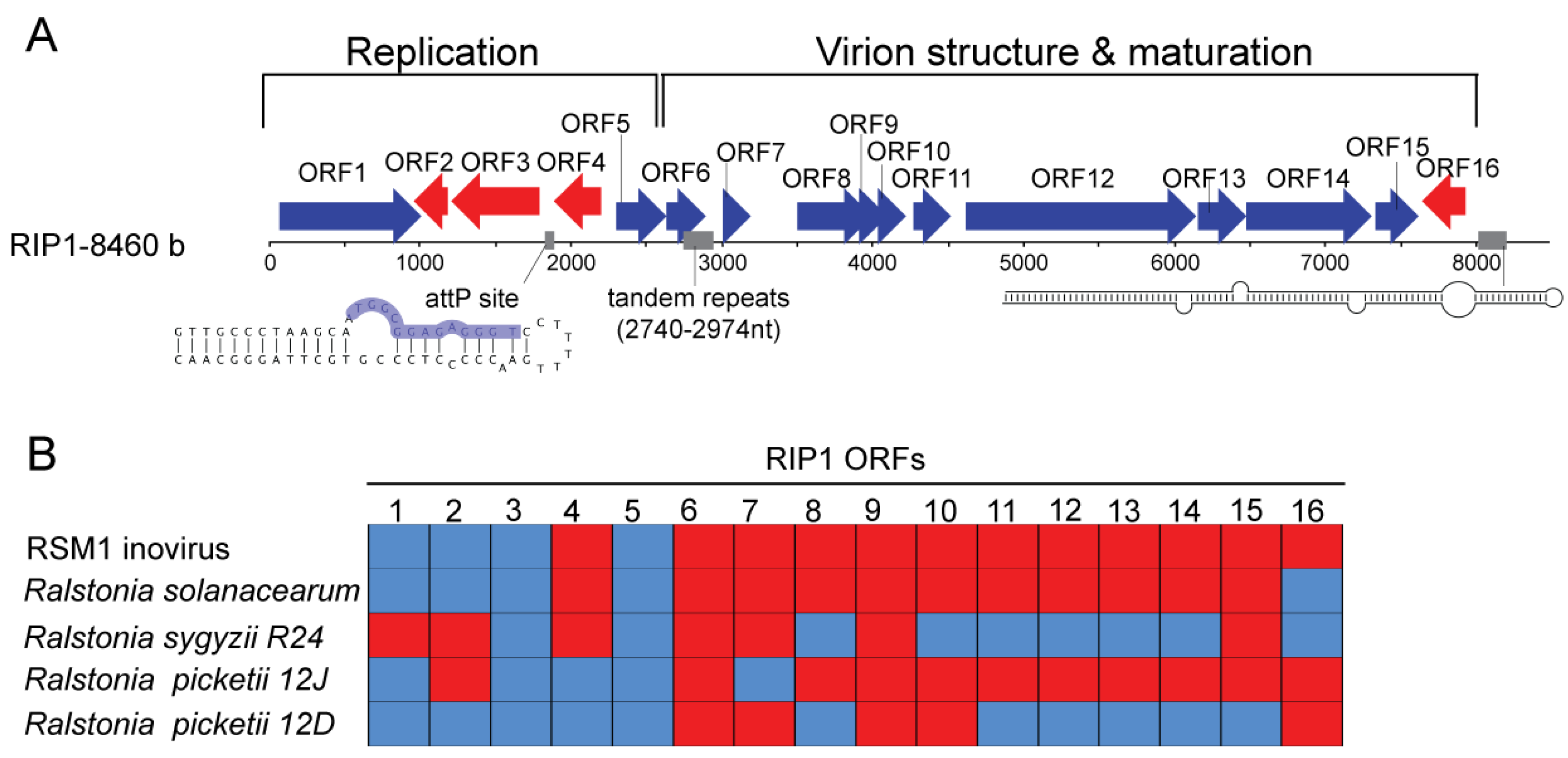 Viruses 16 00475 g001