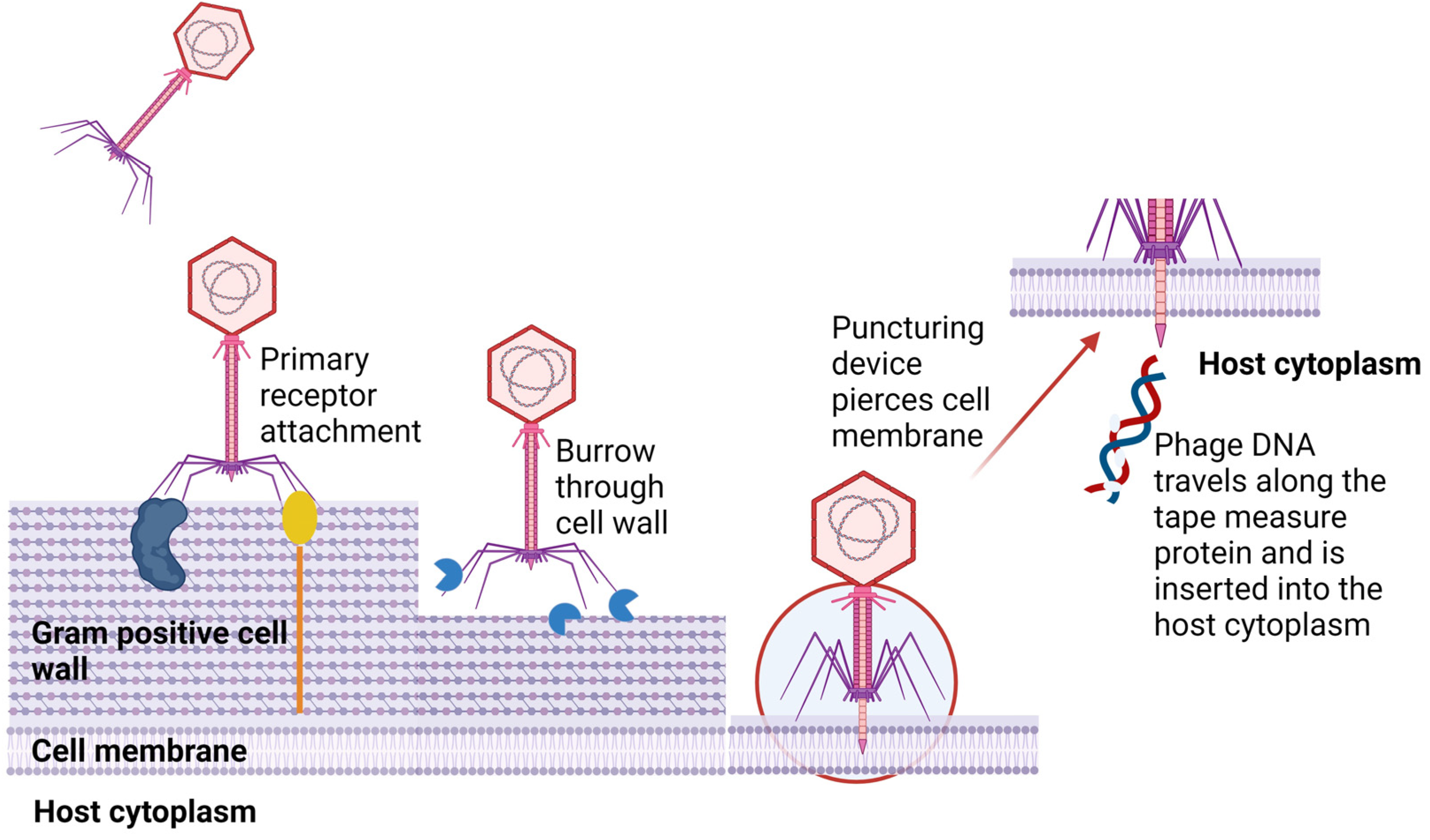 Viruses 16 00478 g001