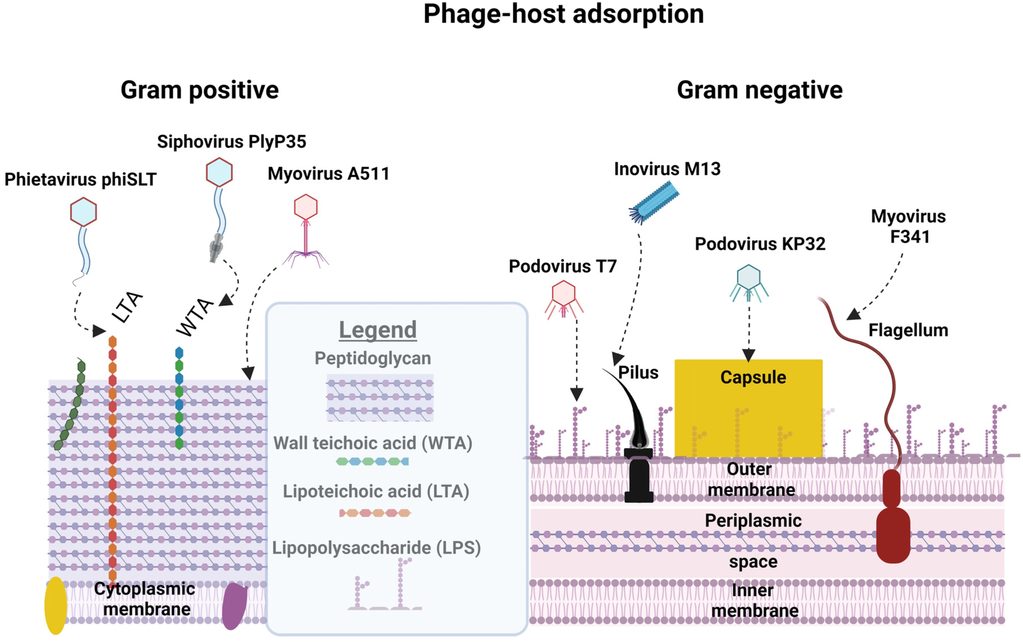 Viruses 16 00478 g002