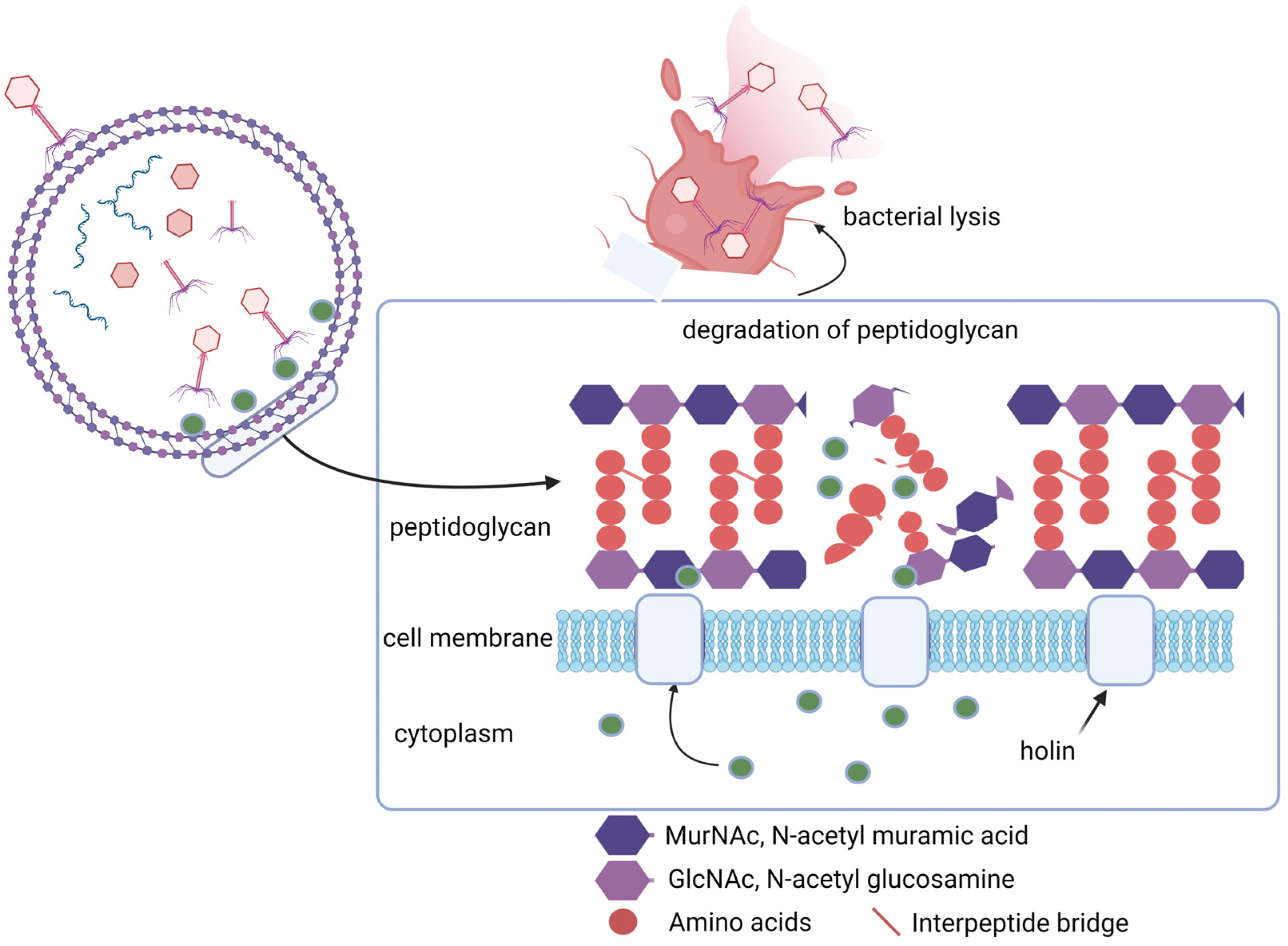 Viruses 16 00478 g003