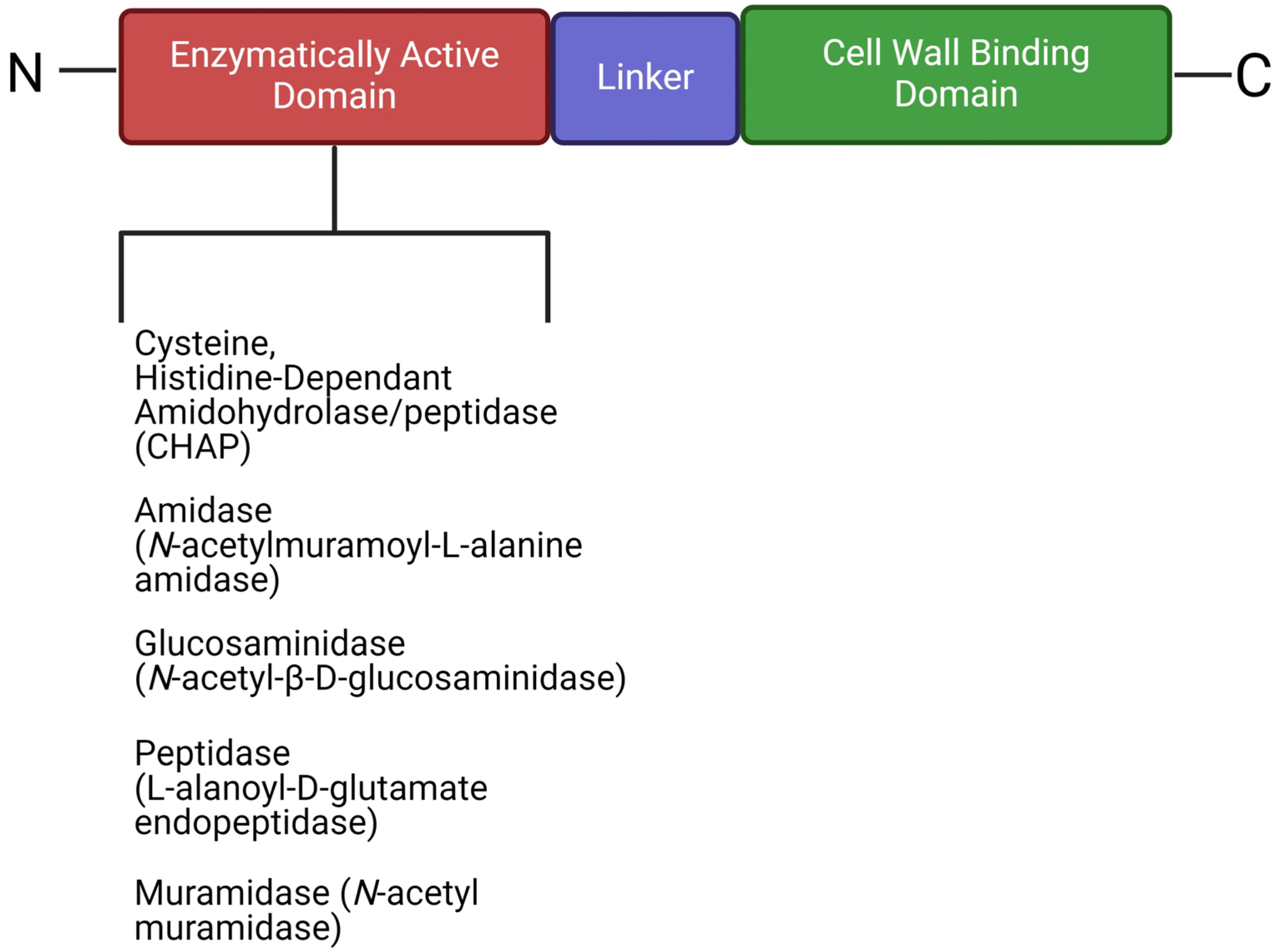 Viruses 16 00478 g004