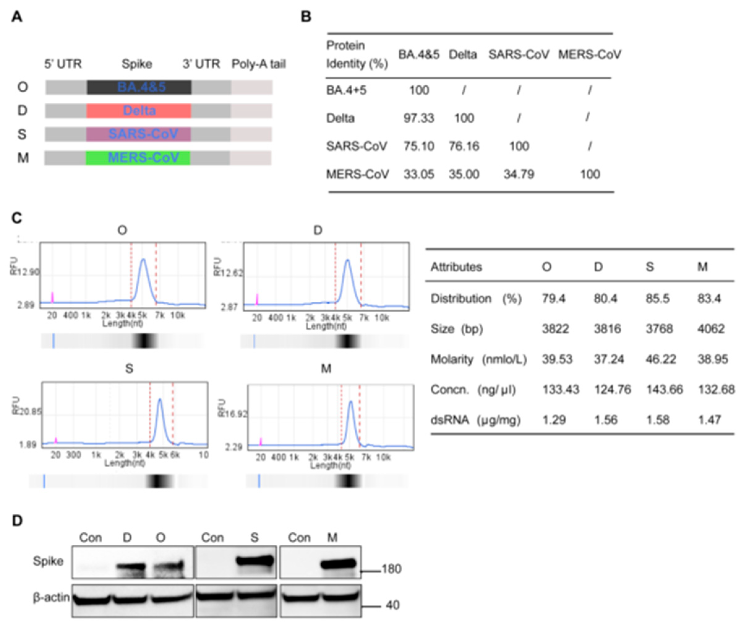 Viruses 16 00484 g001