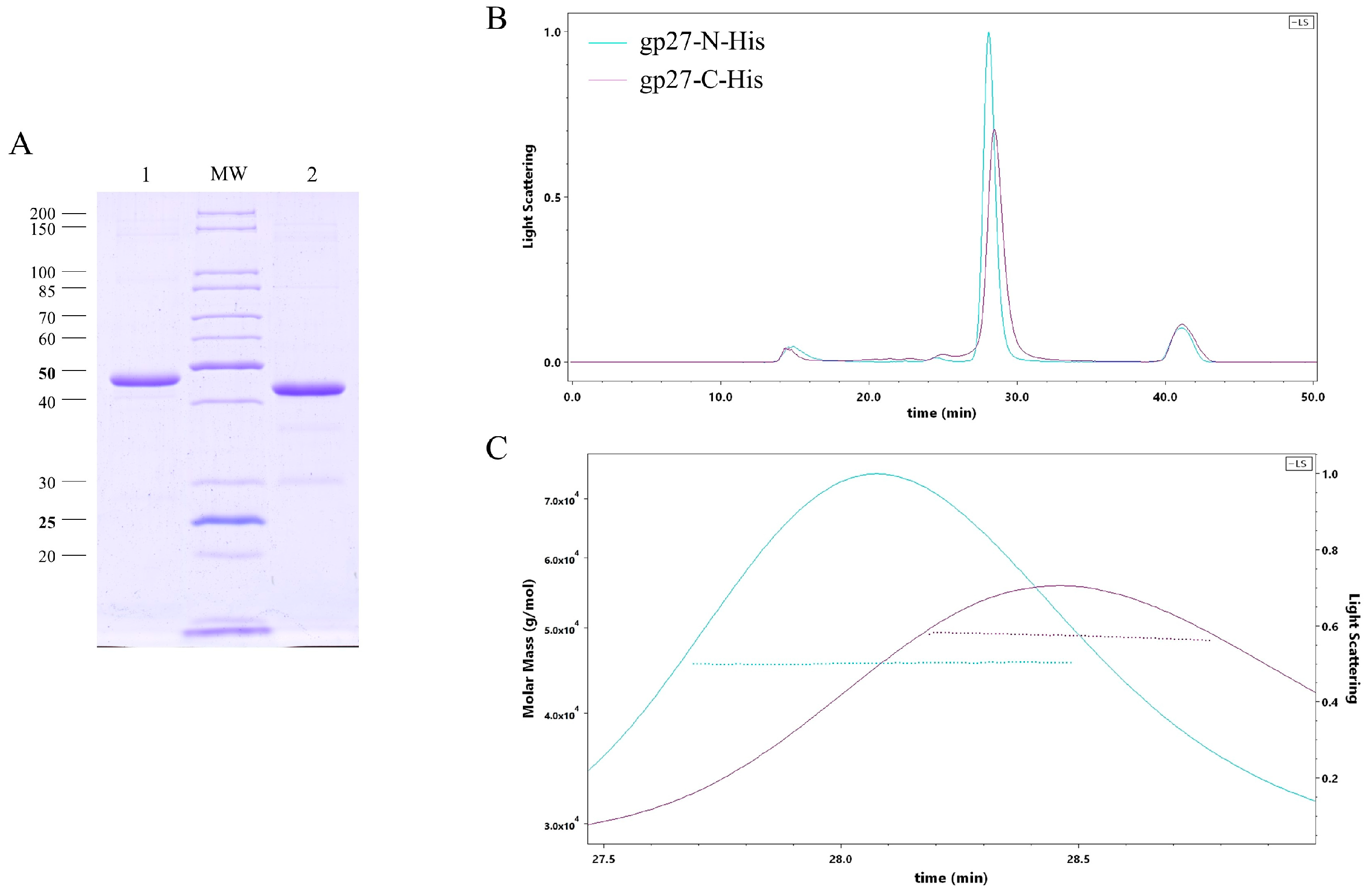 Viruses 16 00487 g001