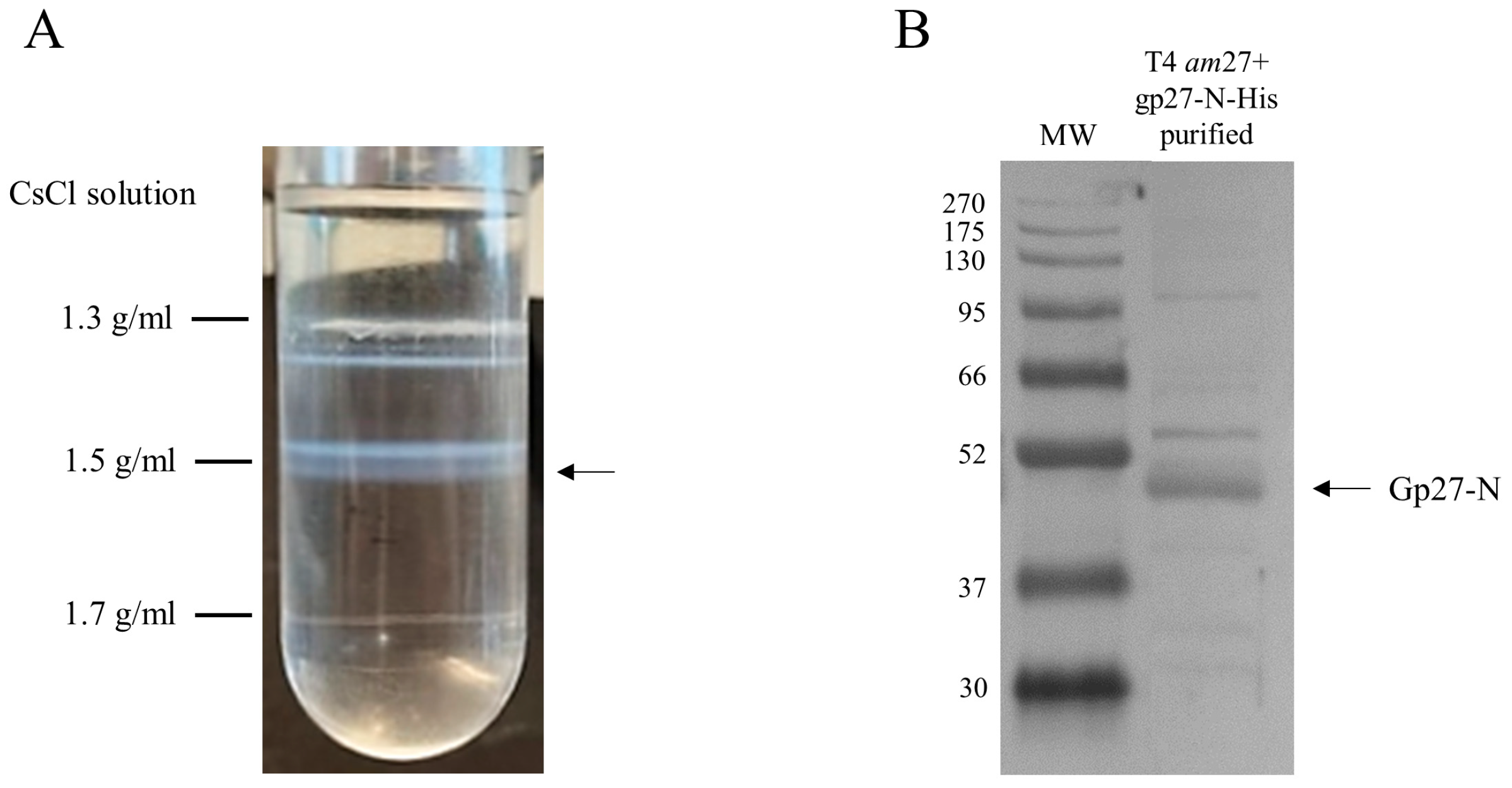 Viruses 16 00487 g006