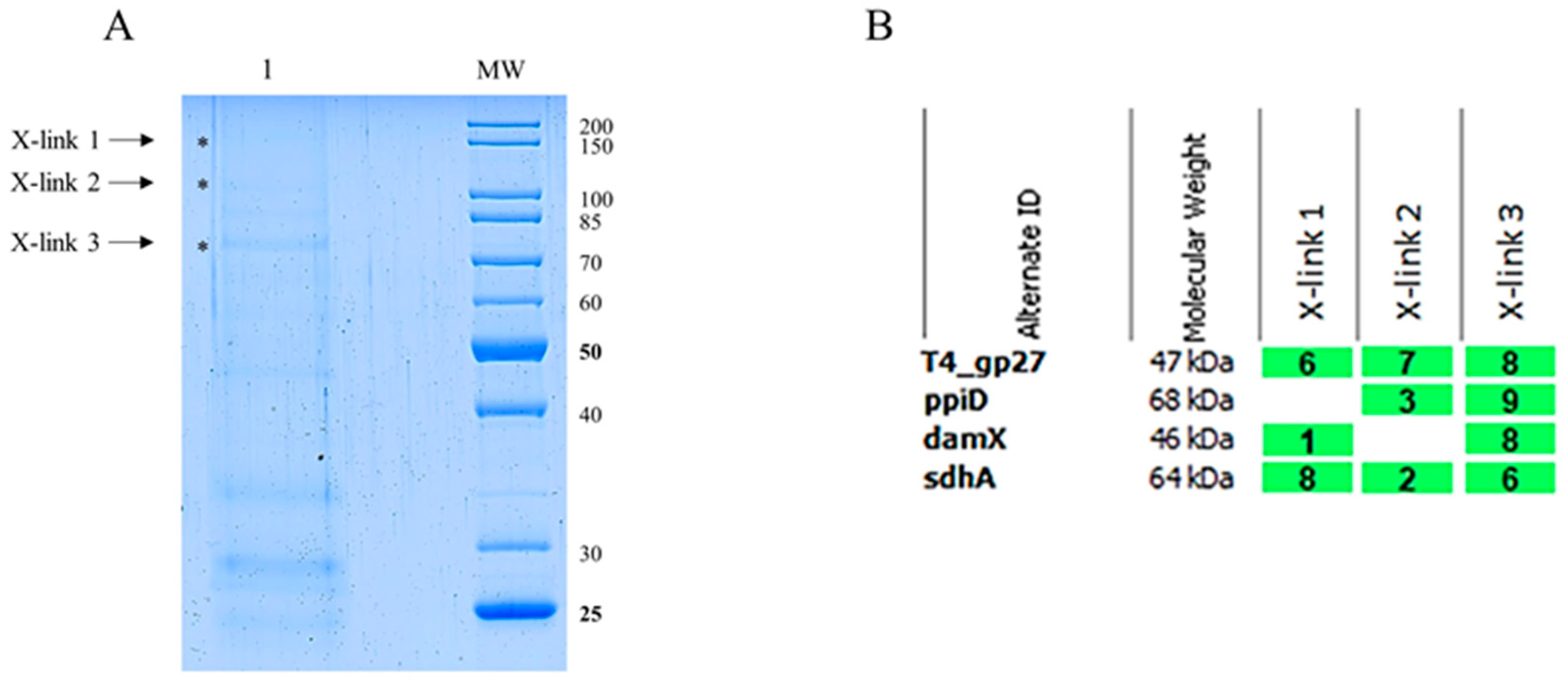 Viruses 16 00487 g007