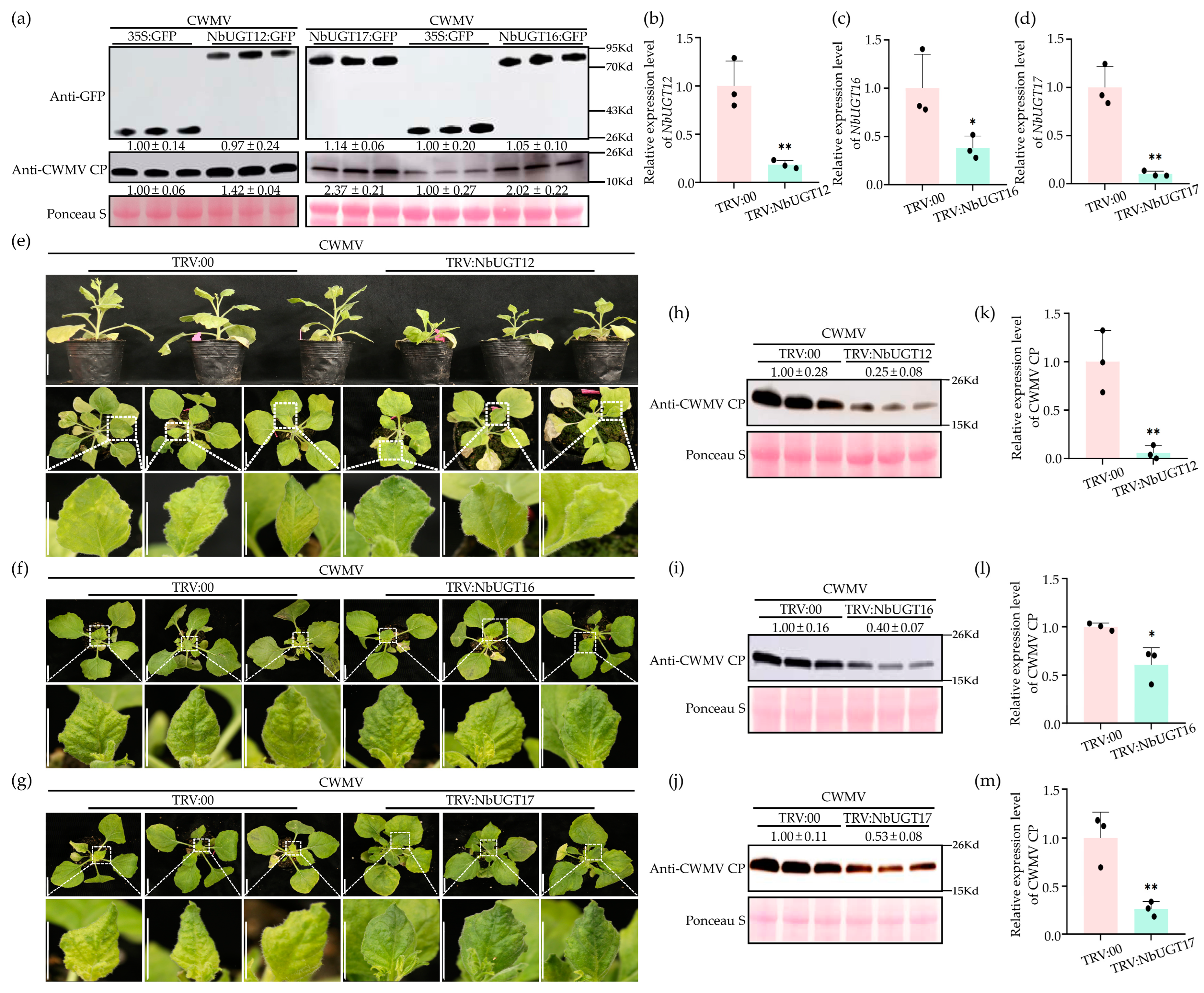Viruses 16 00489 g006