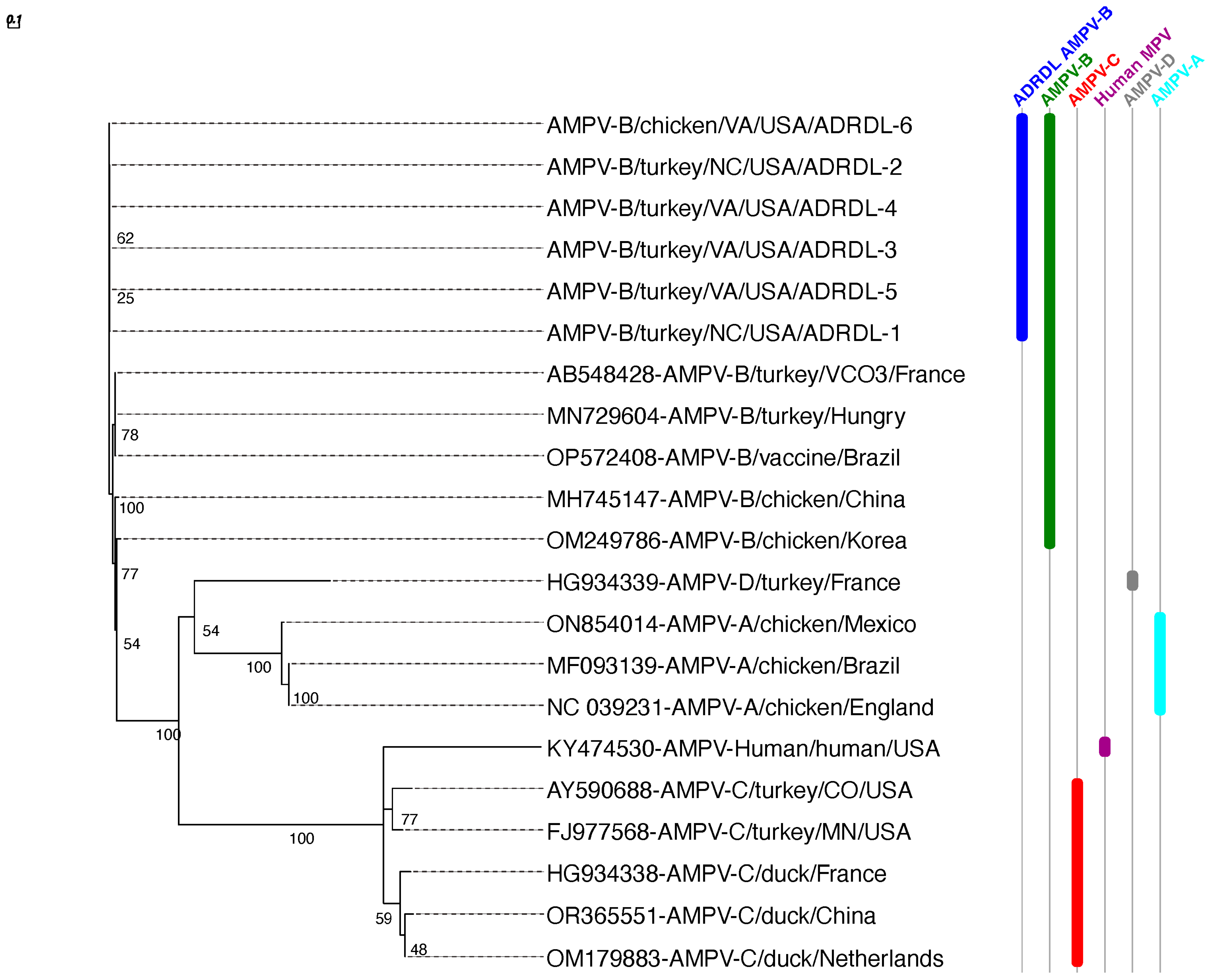 Viruses 16 00508 g004 Viruses 16 00508 g004