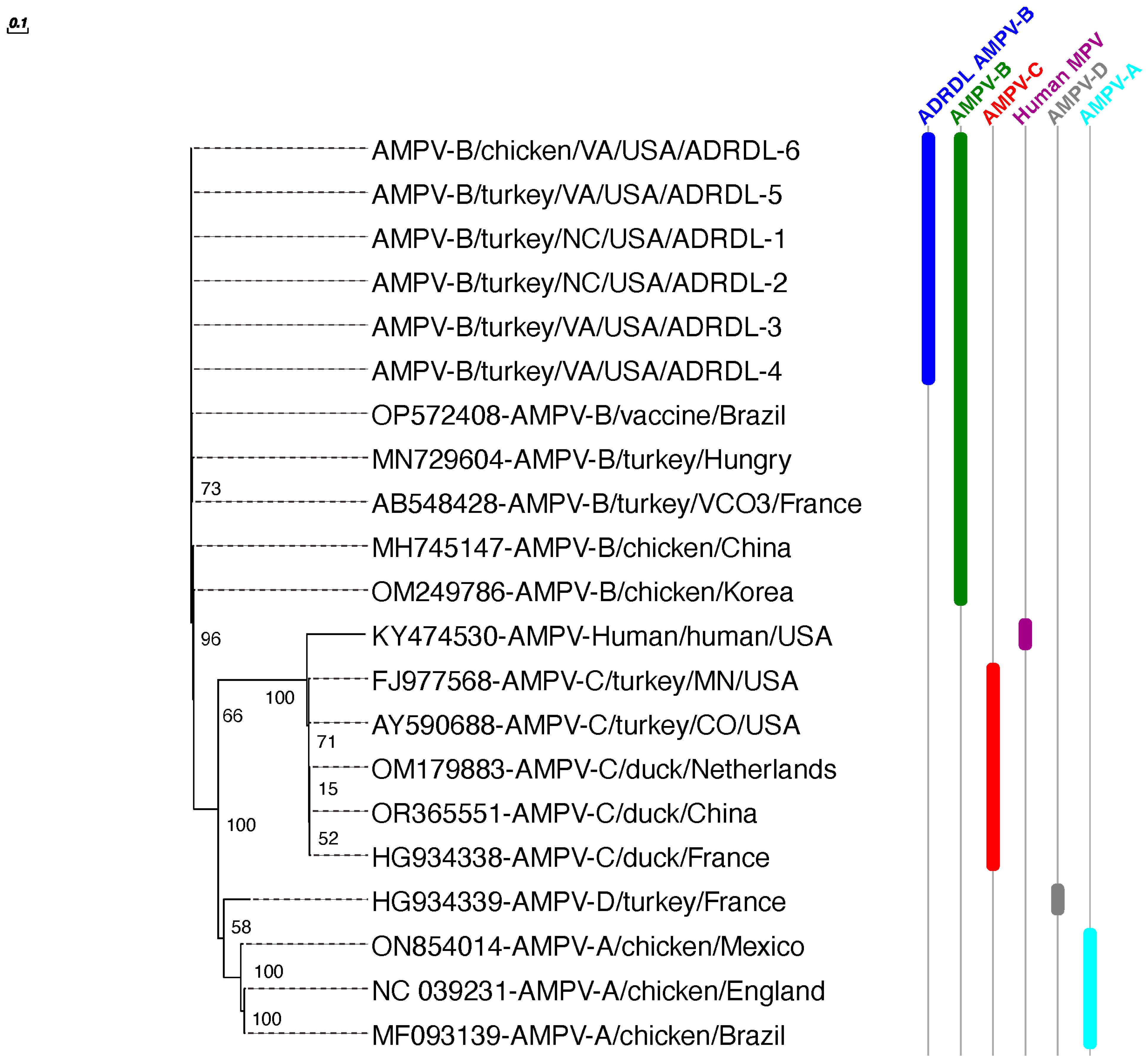 Viruses 16 00508 g005 Viruses 16 00508 g005