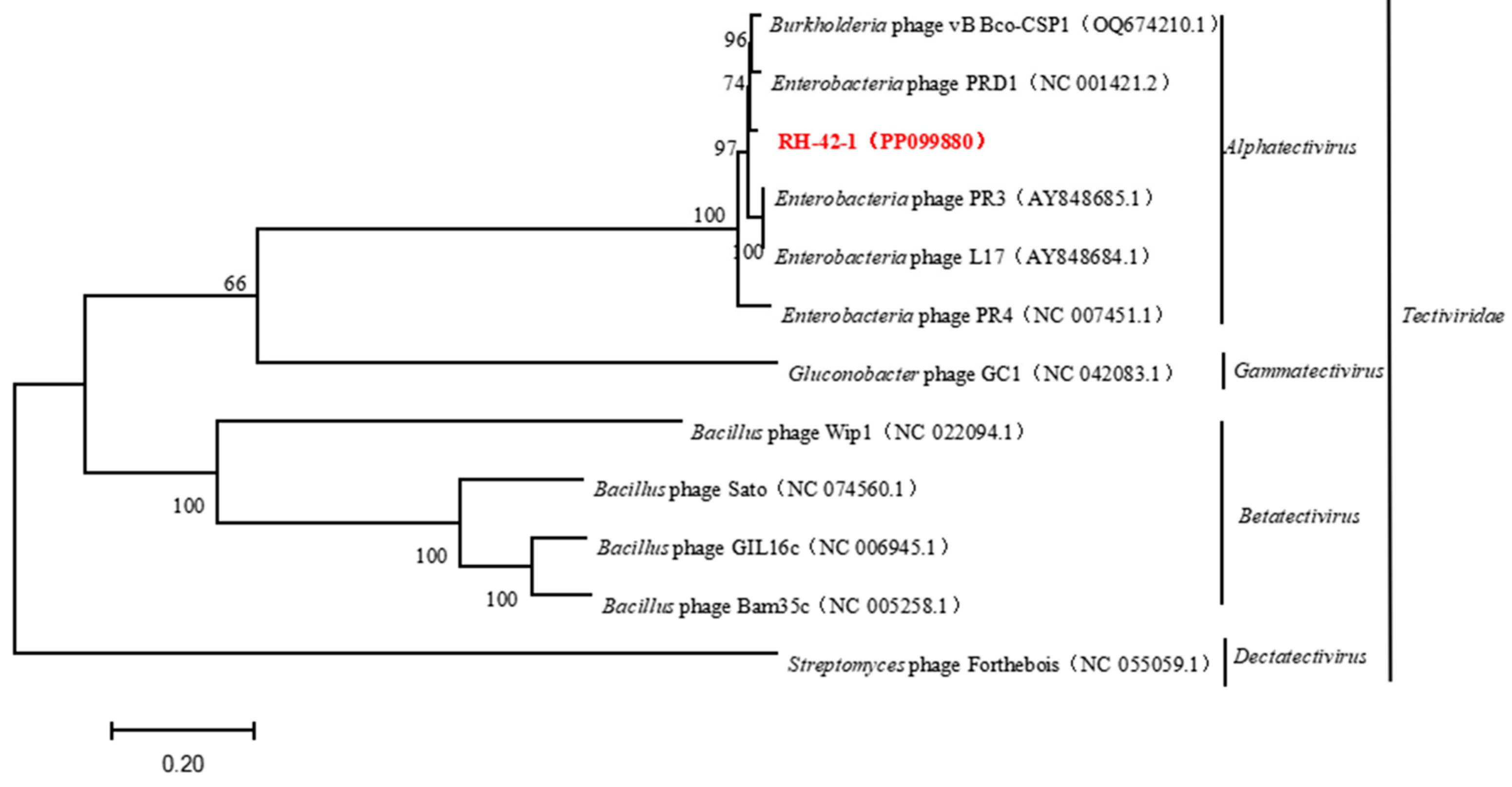 Viruses 16 00509 g008 Viruses 16 00509 g008