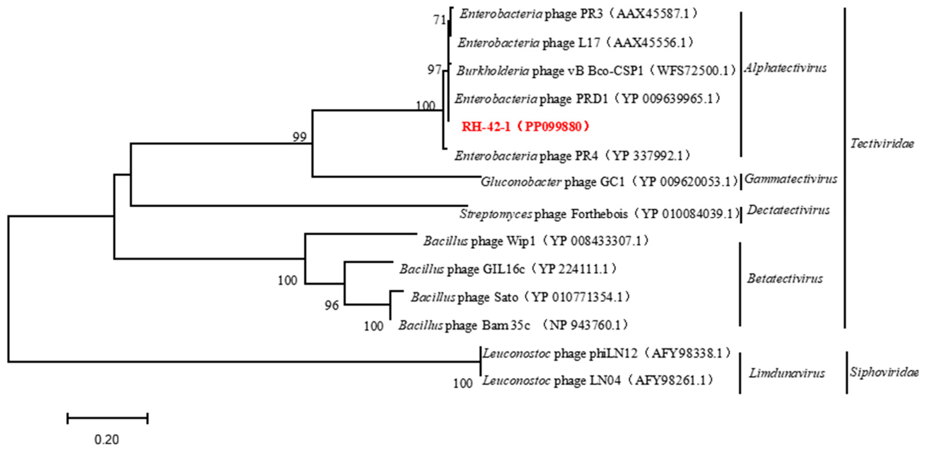 Viruses 16 00509 g010 Viruses 16 00509 g010