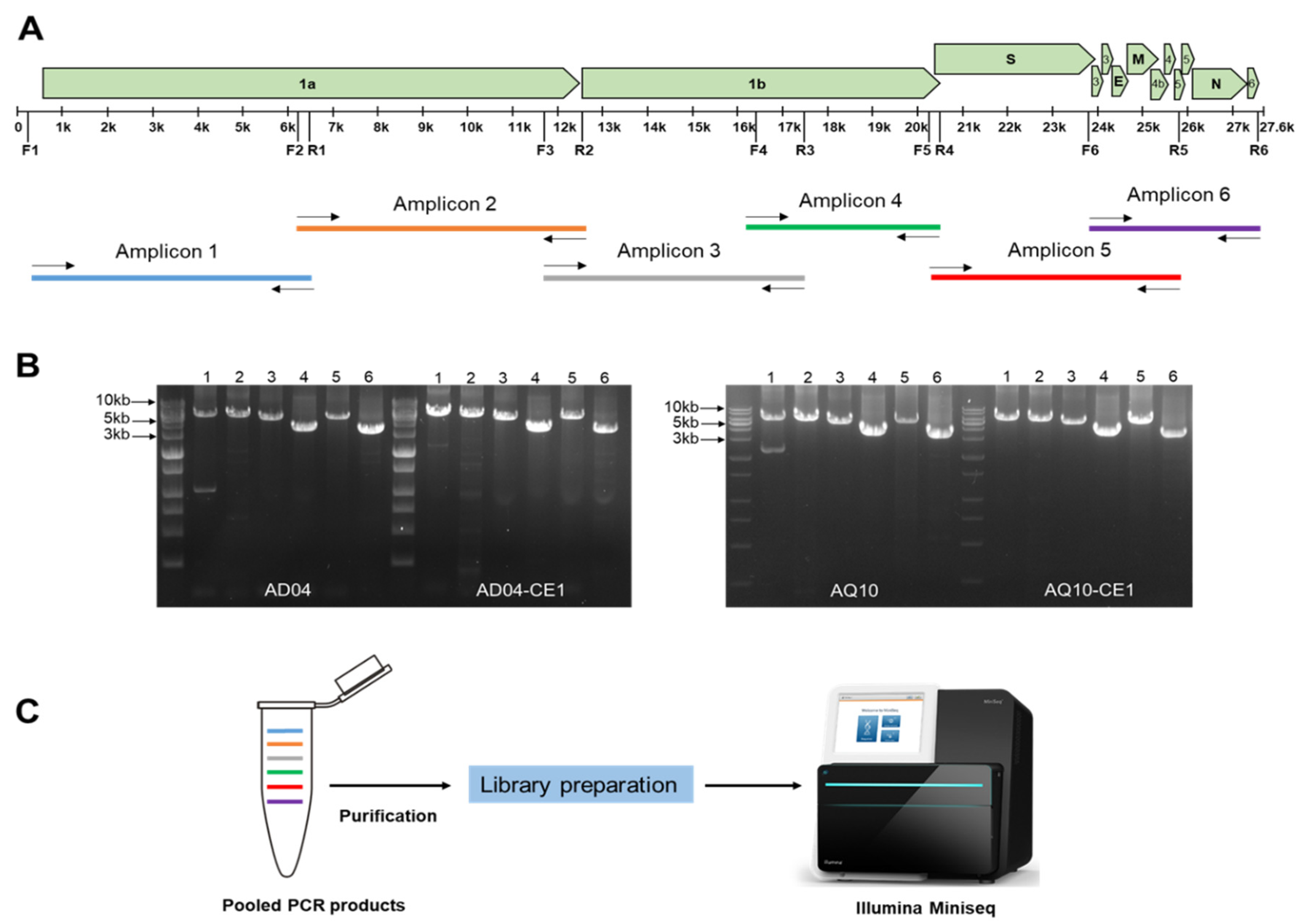 Viruses 16 00515 g001