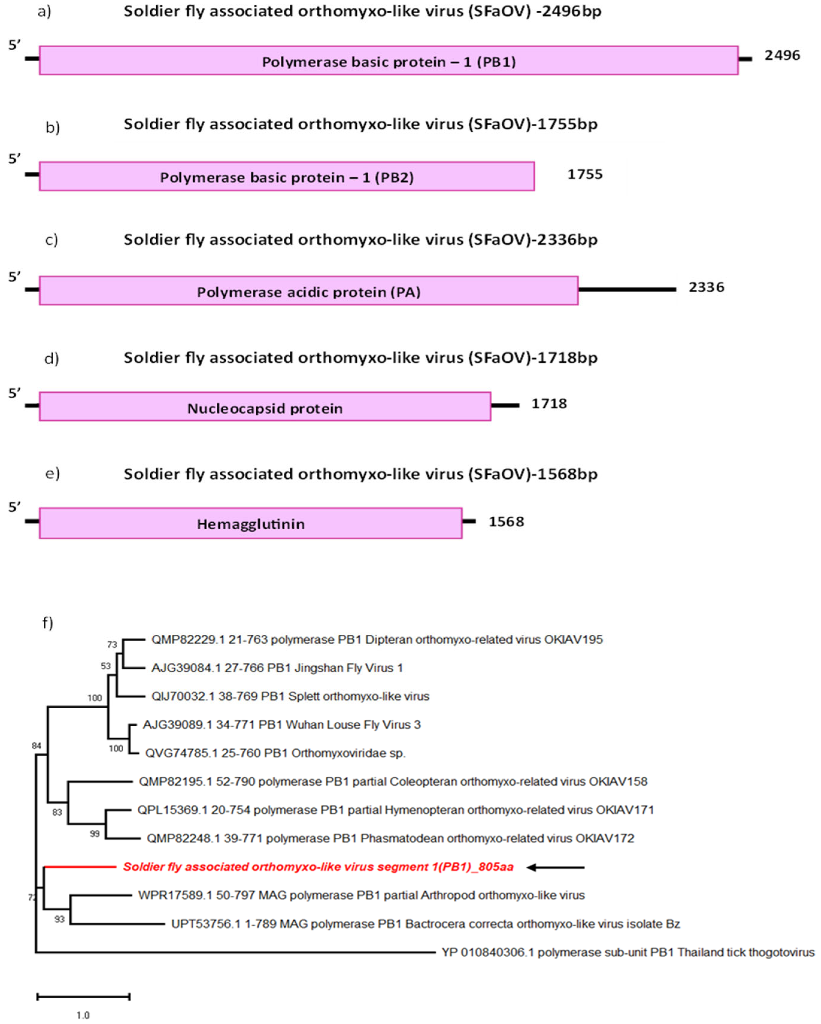 Viruses 16 00516 g002
