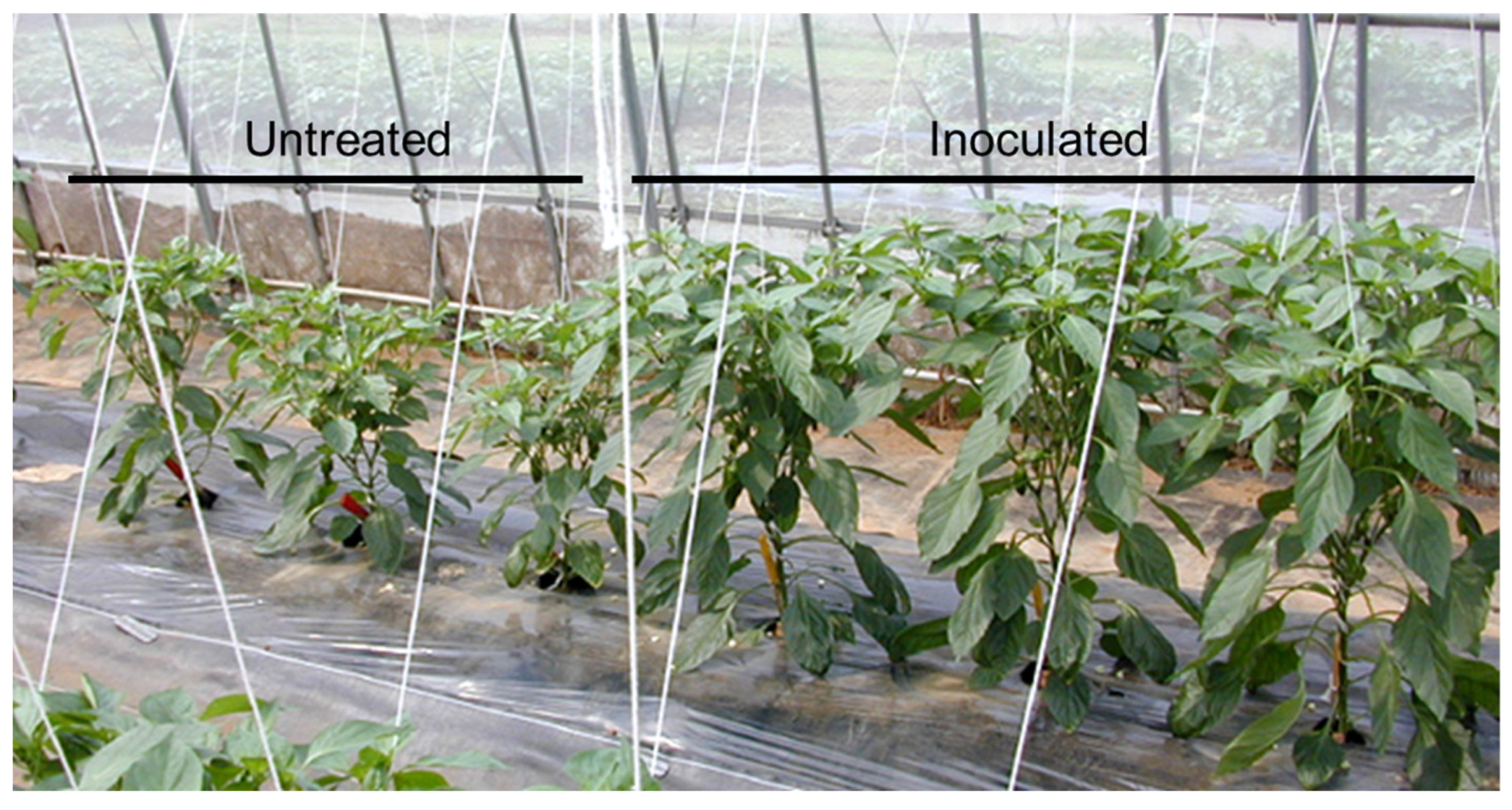 Viruses 16 00517 g002