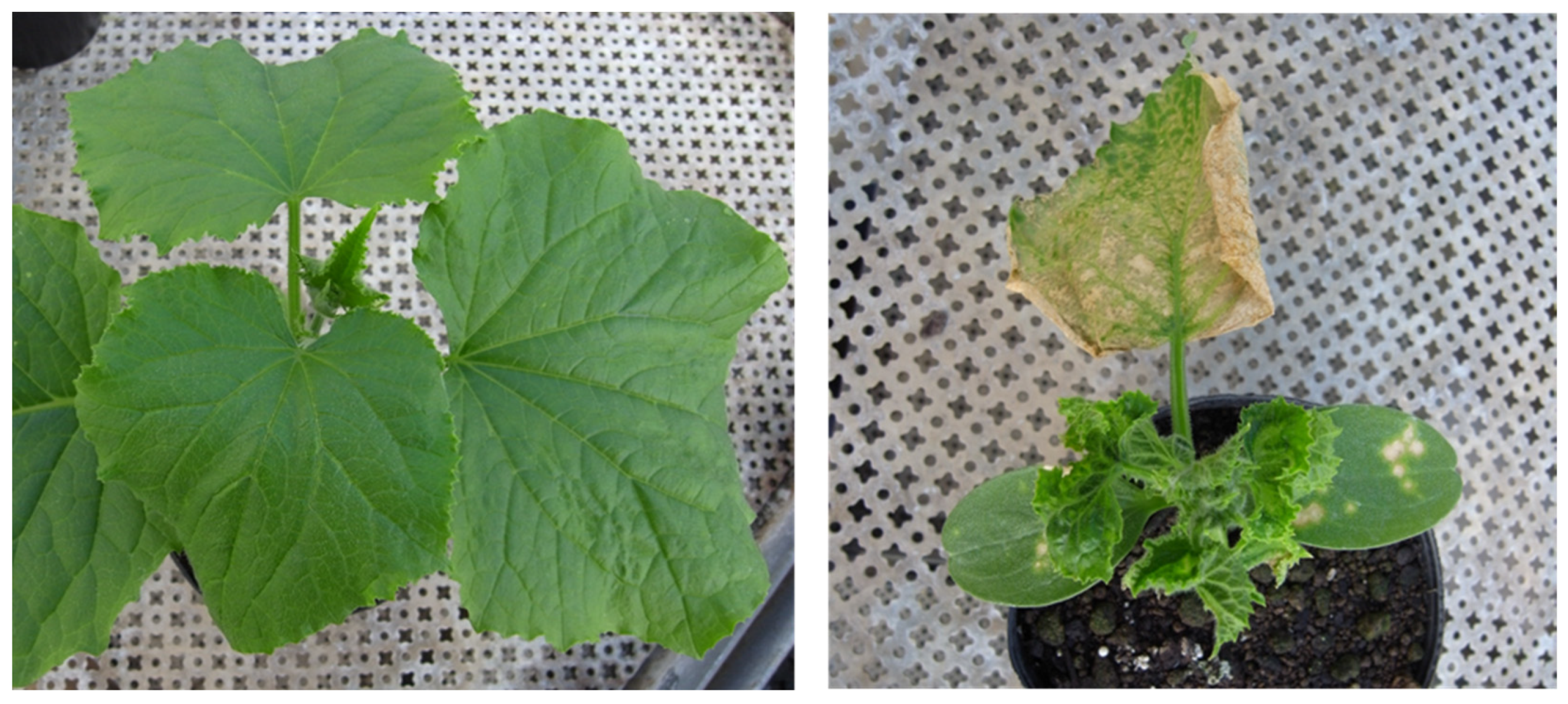 Viruses 16 00517 g004