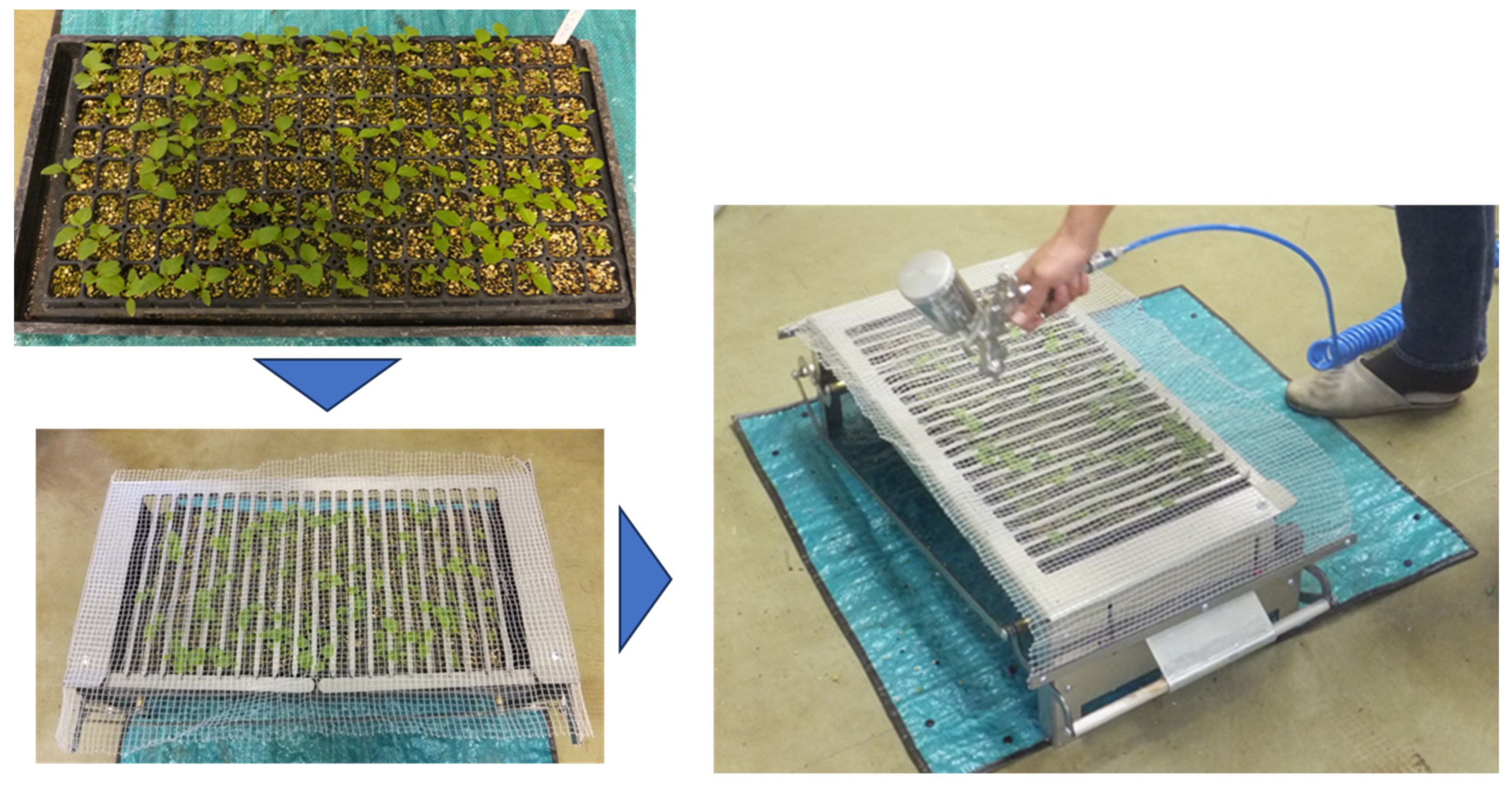 Viruses 16 00517 g005