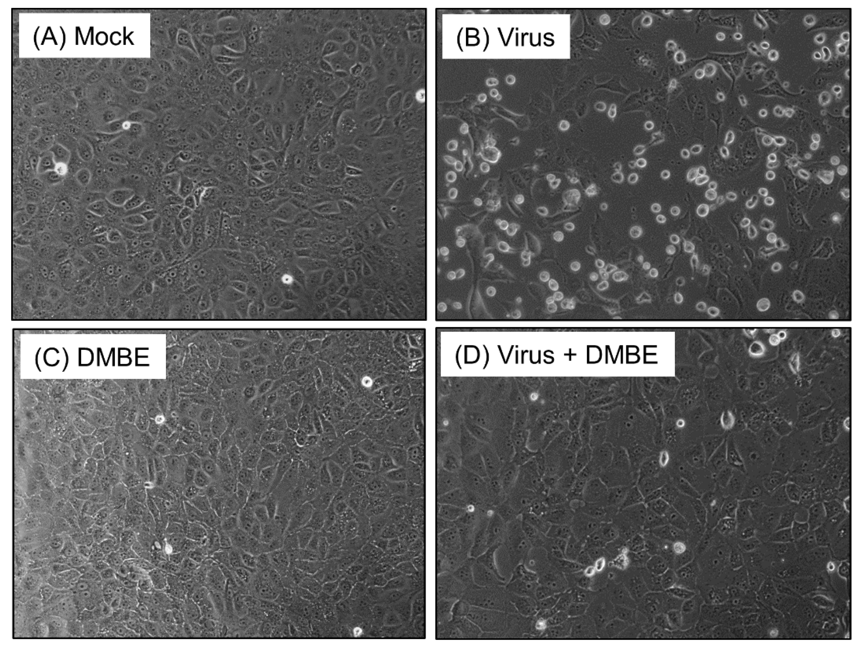 Viruses 16 00523 g001