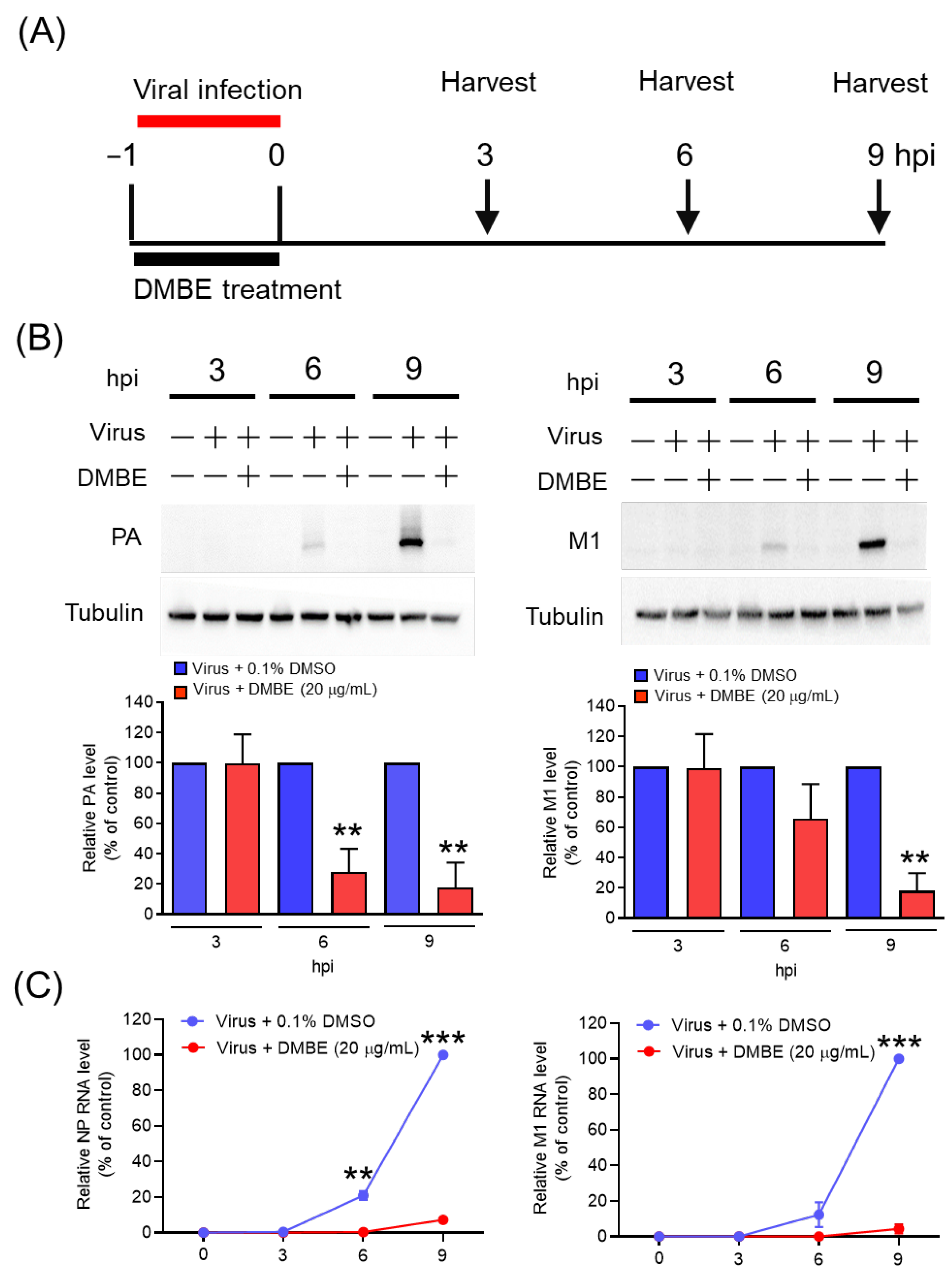 Viruses 16 00523 g003